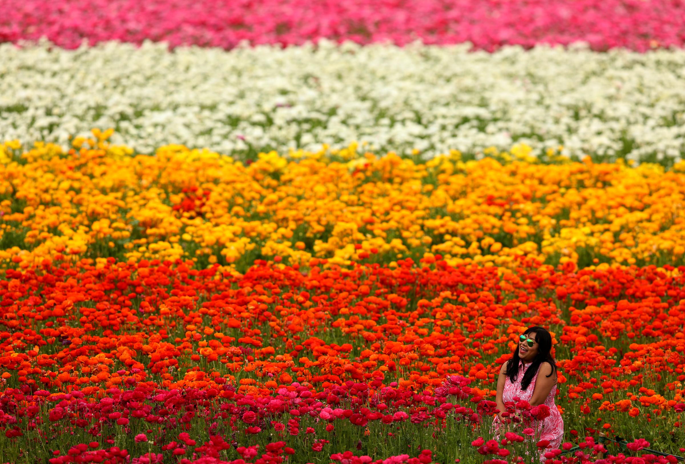 Flower fields on first day of Spring in Carlsbad, California