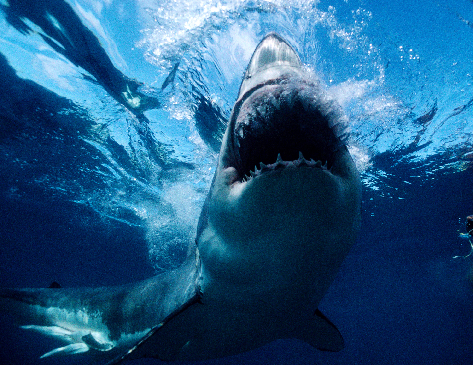 AUST, Spencer Gulf, Great White shark bites @ surface, teeth (Carcharodon C2050/ncarcharias) JW484