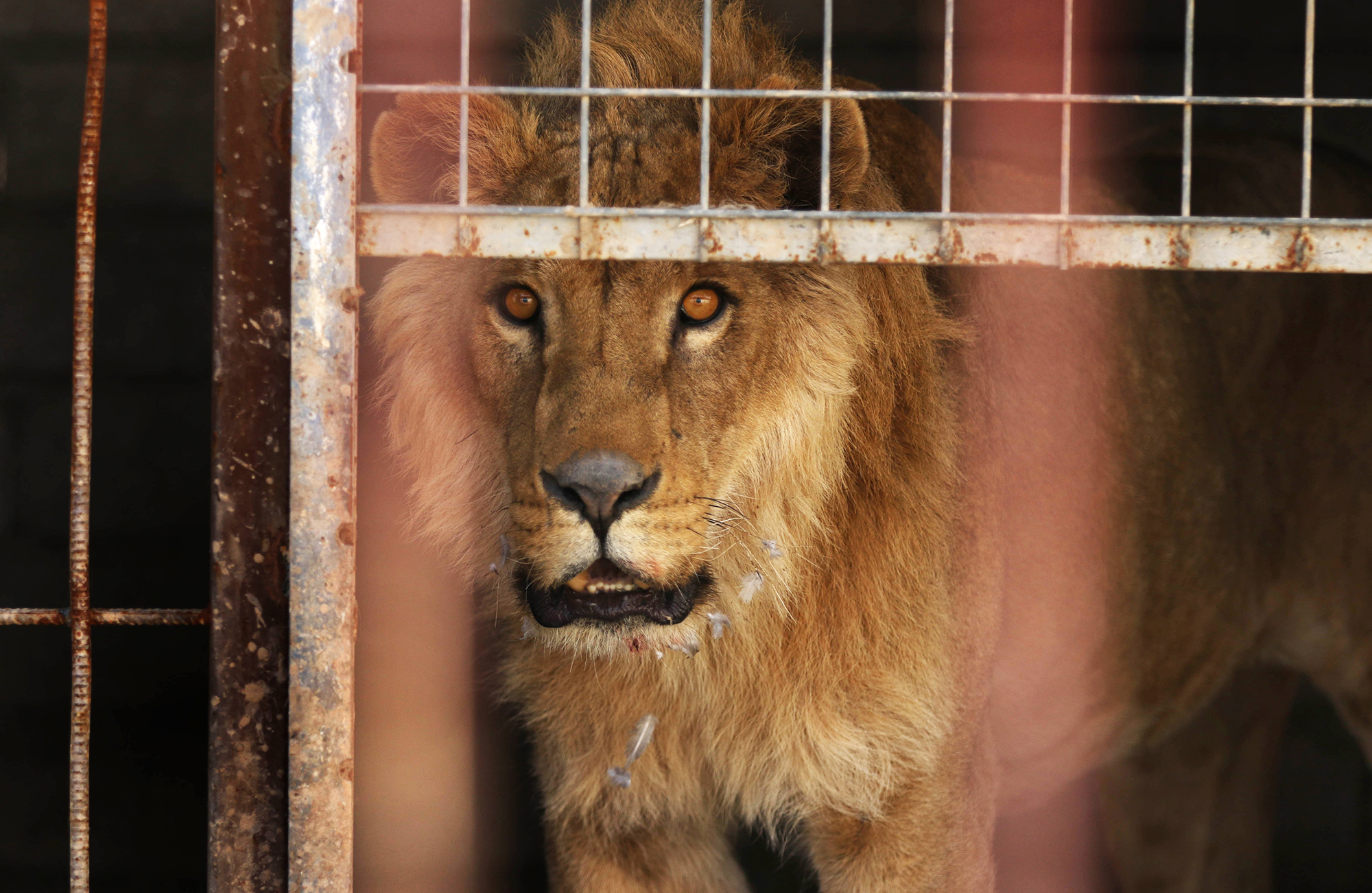 An abandoned lion, Simba, stands in its cage before receiving treatment from members of the international animal welfare charity 