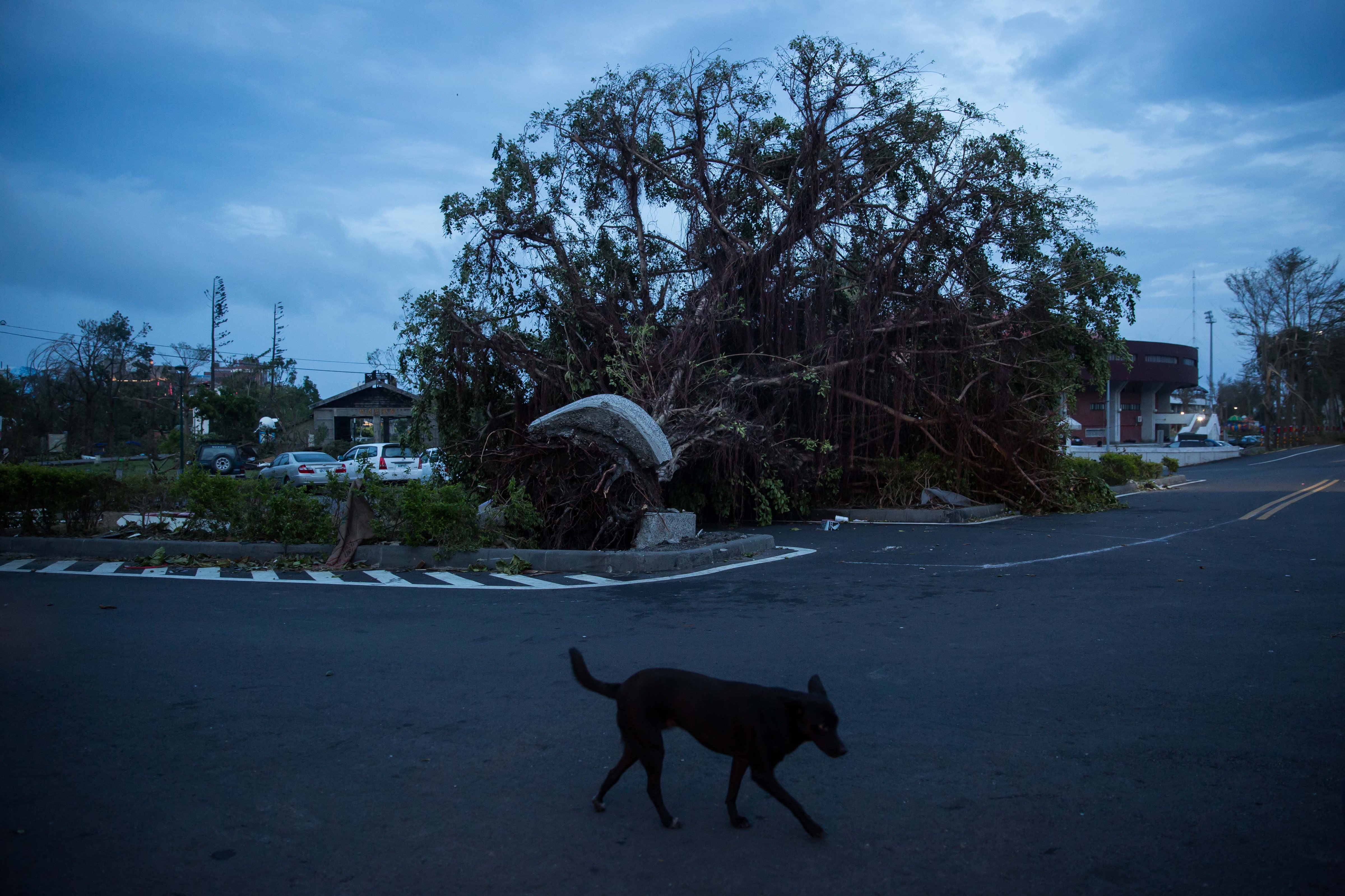 A dog walks past uprooted trees damaged by Typhoon Nepartak on July 9, 2016 in Taitung, Taiwan. (Billy H.C. Kwok—Getty Images)