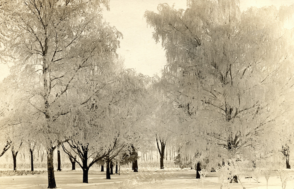 Trees in Nebraska, after an ice storm, in the early 20th century. (Vintage Images / Getty Images)
