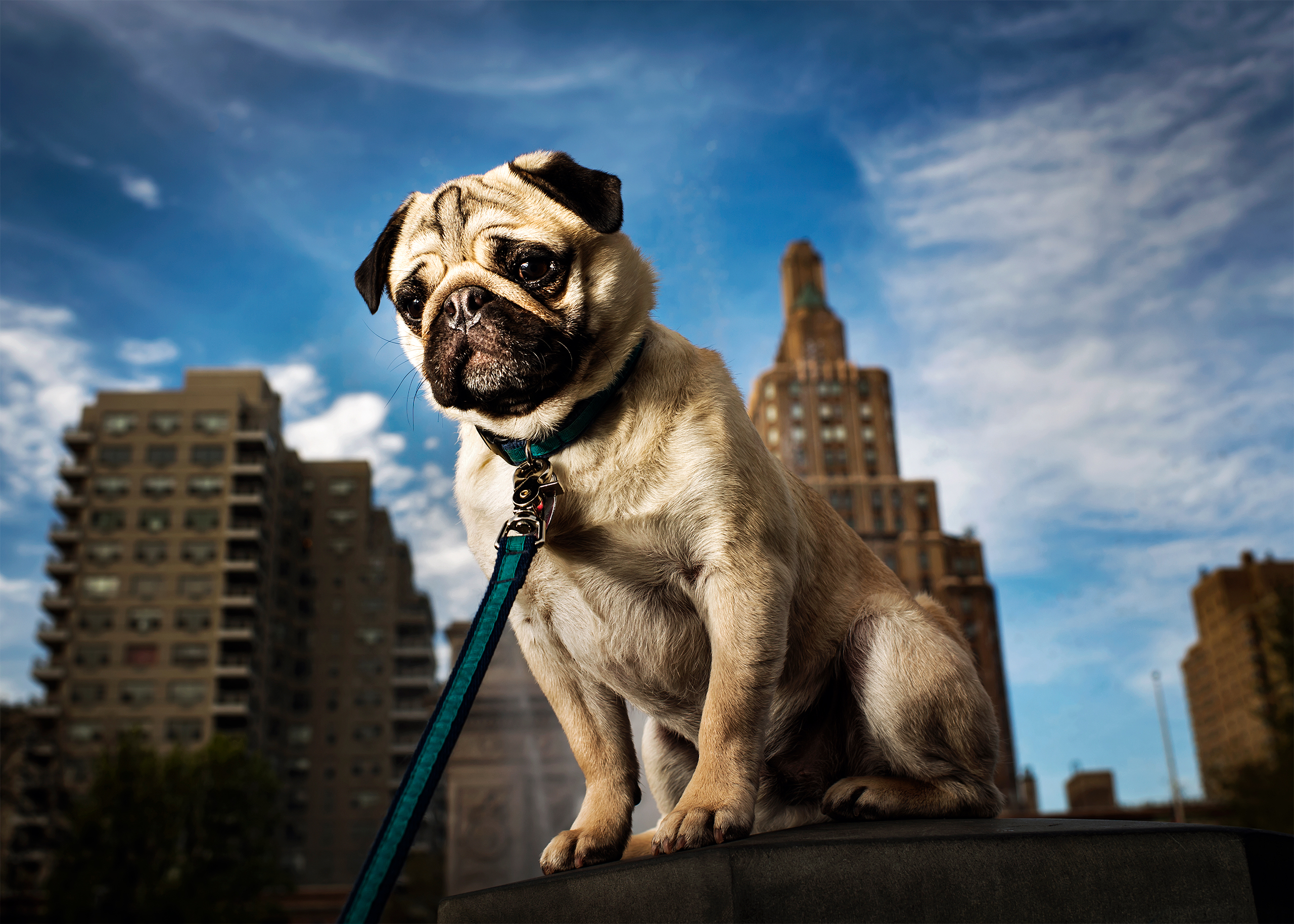 Bucky, a 1 1/2 year old Pug photographed in New York, NY on April 23, 2017. (Dina Litovsky—Redux for TIME)