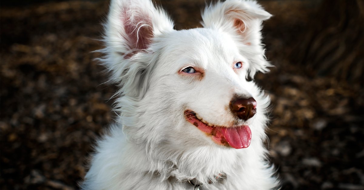 Dogs' Personalities Aren't Determined by Their Breed - Scientific American