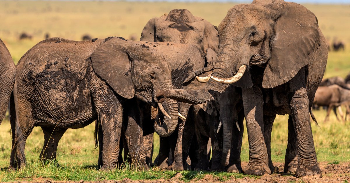 Animal 1 животное. Вымершие животные. Исчезающие животные Африки. Вымирающие виды.
