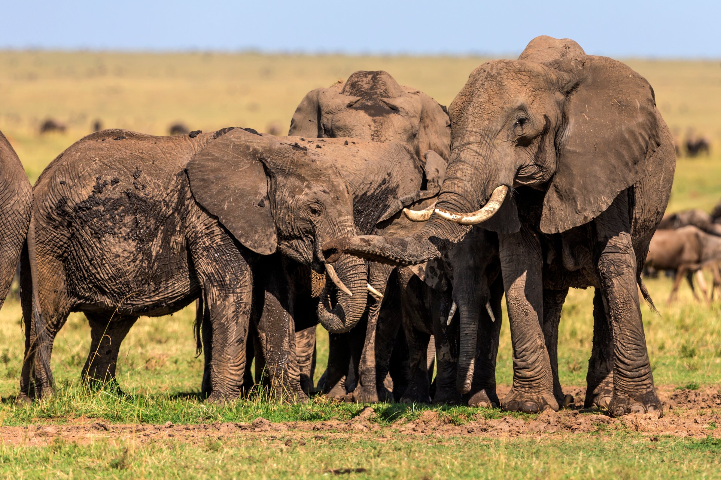 African Elephants at mud spot.