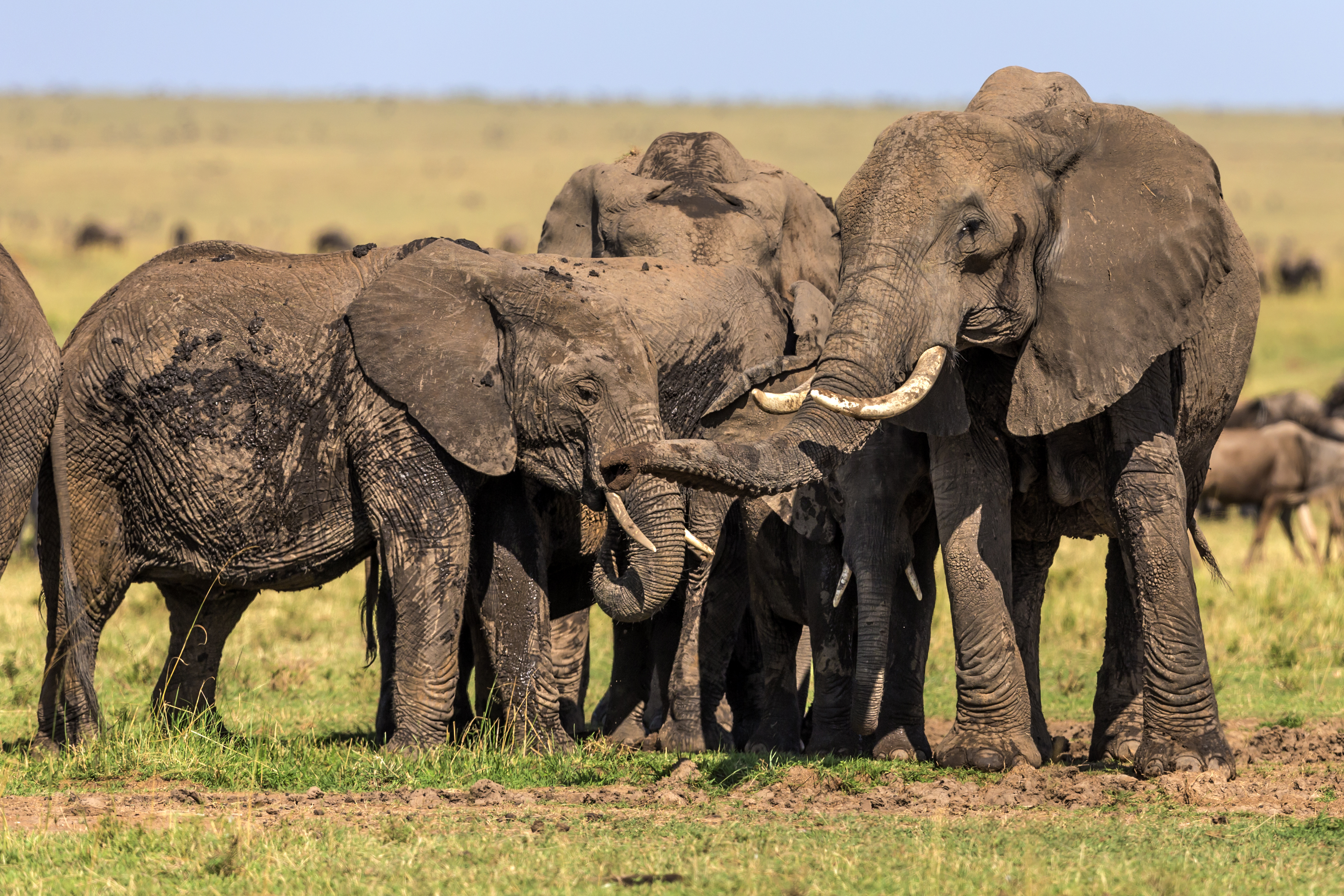 A herd of African elephants. (Manoj Shah—Getty Images)