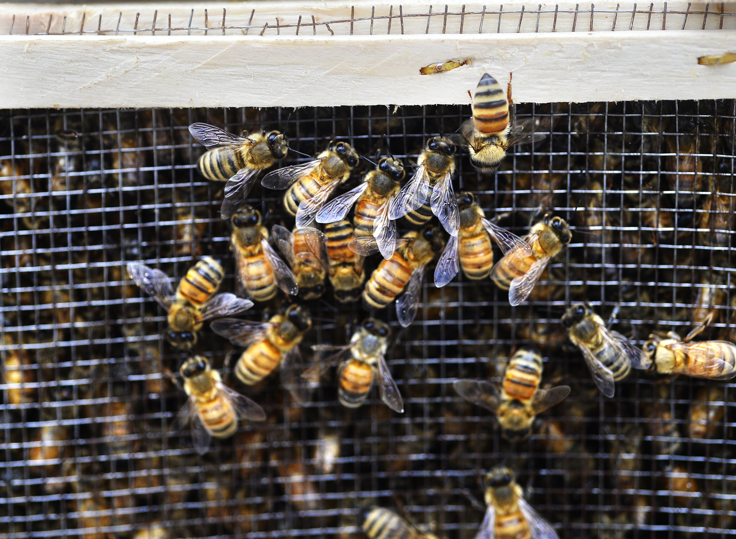 Bees at the Route 1 visitors center in Yarmouth on April 28, 2017. (Shawn Patrick Ouellette—Portland Press Herald/Getty Images)