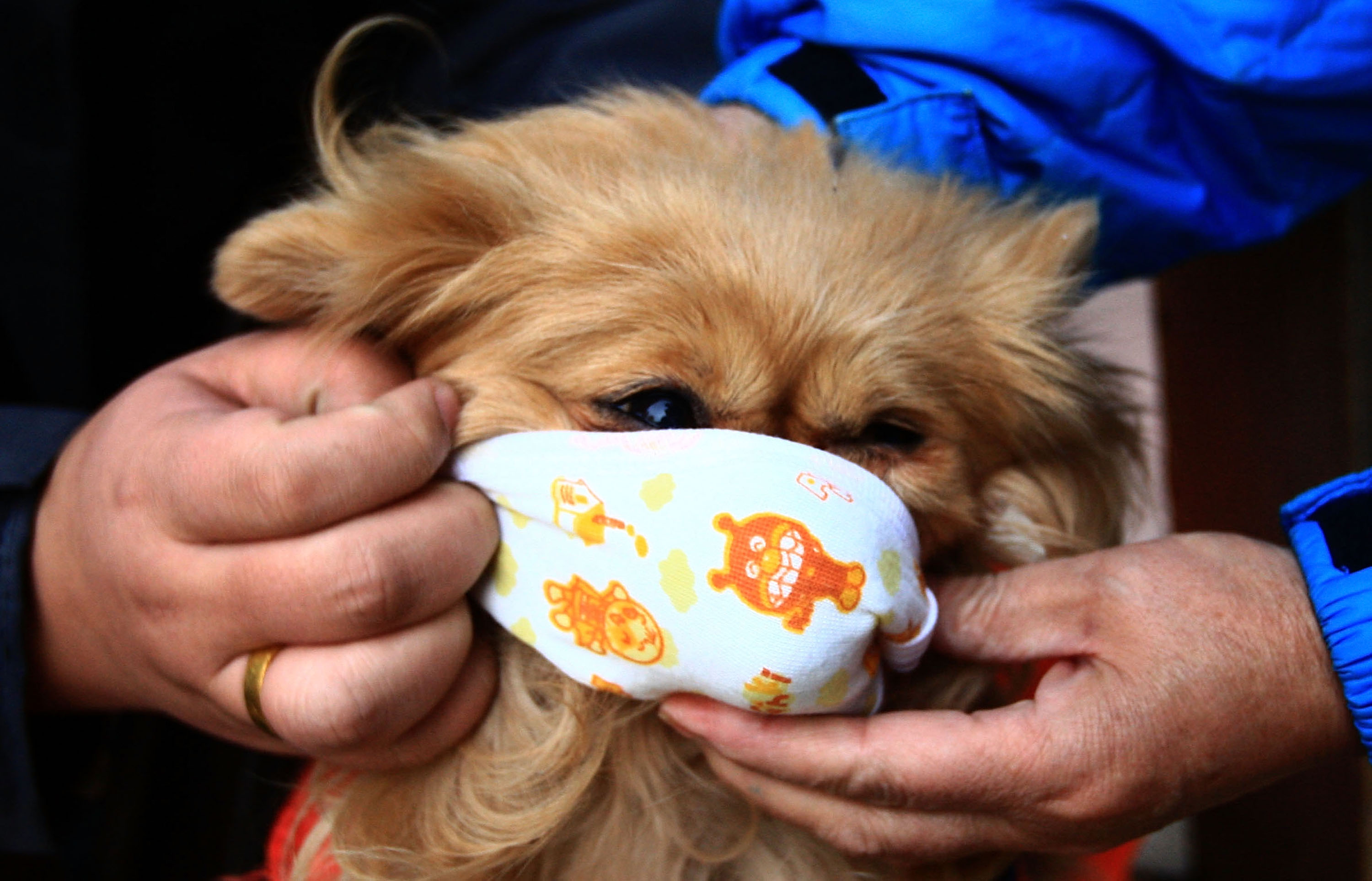 A pet dog wears a mask on a street in Beijing, China, on Dec. 1, 2009. (Cai Daizheng—AP)