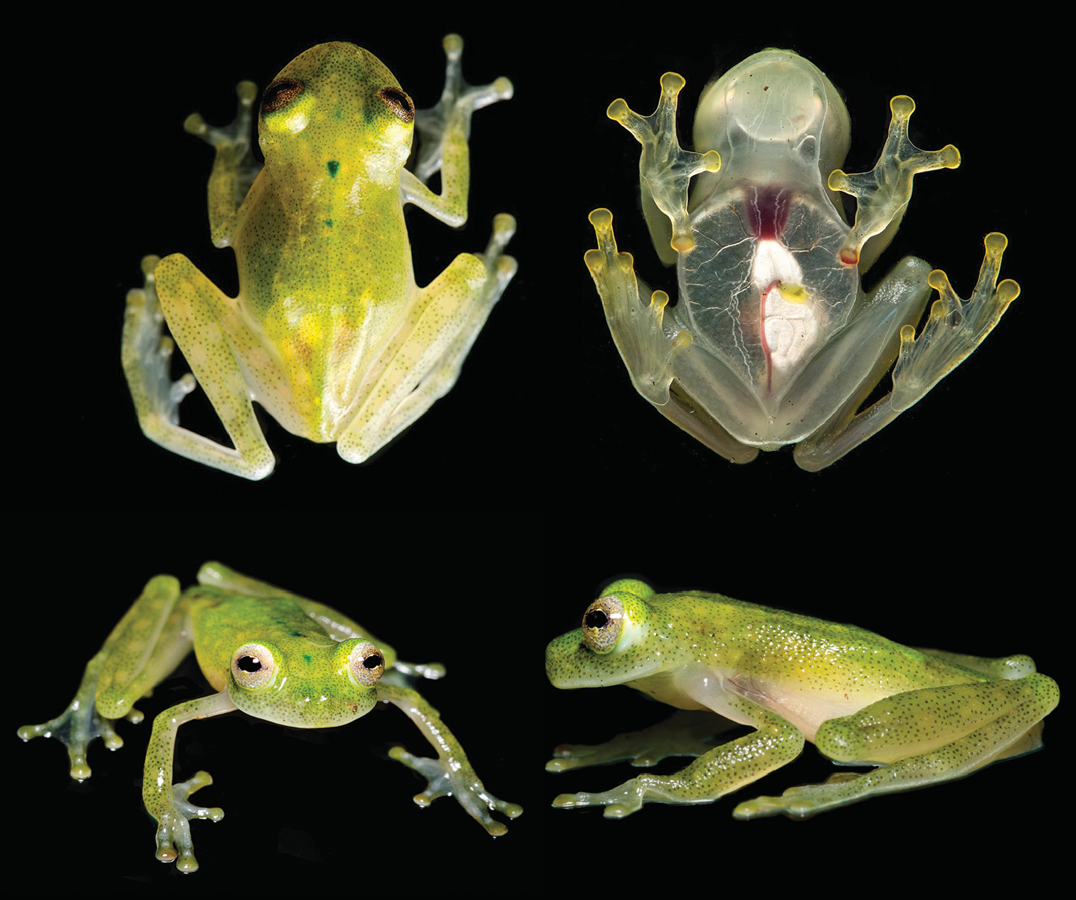 Have a look: The transparent Hyalinobatrachium yaku frog ((Collected by JC and Carlos Morochz ))