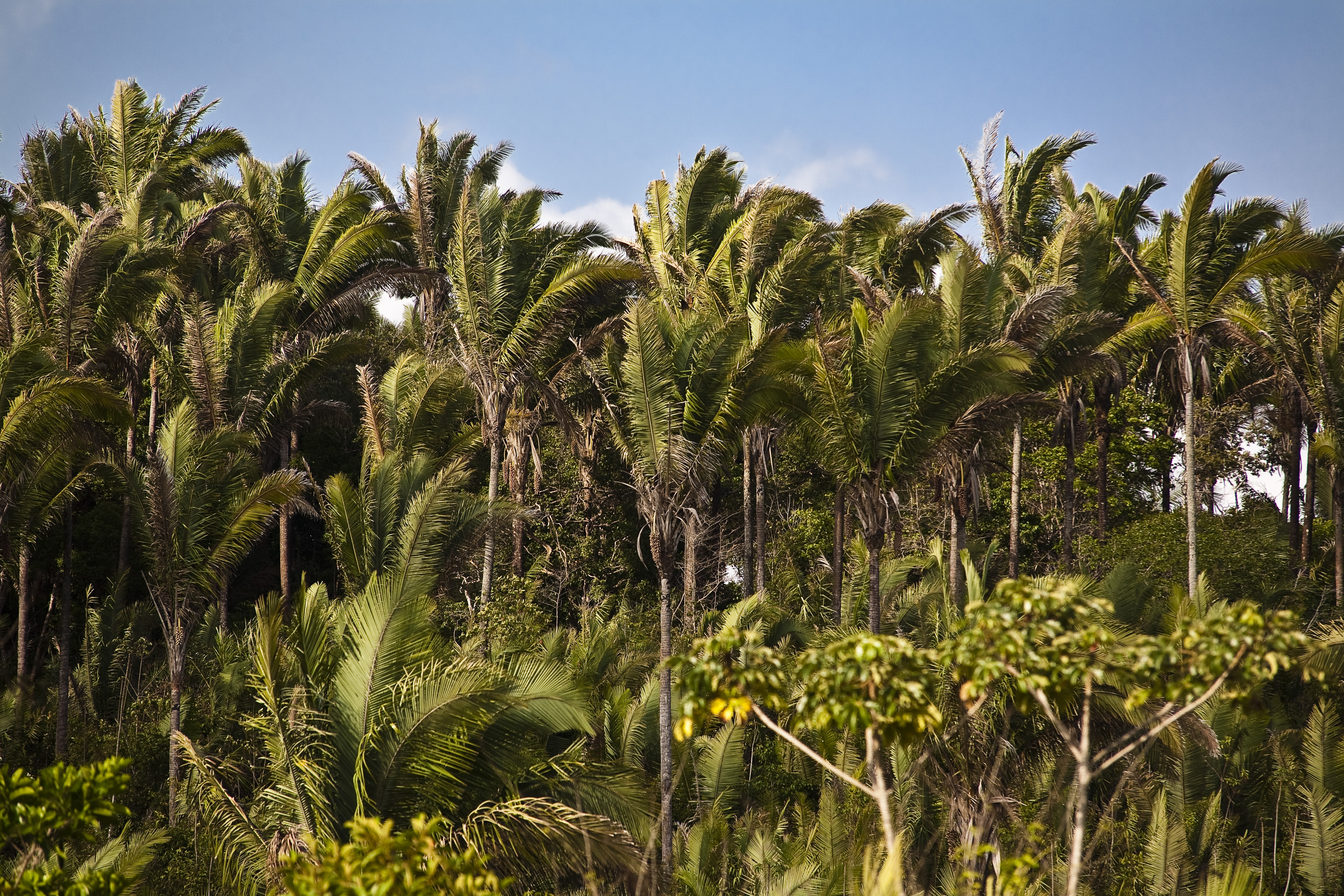 Babaçu trees in Maranhao State, northeastern Brazil, on Oct. 18, 2009. (Ricardo Funari—Brazil Photos/Getty Images)