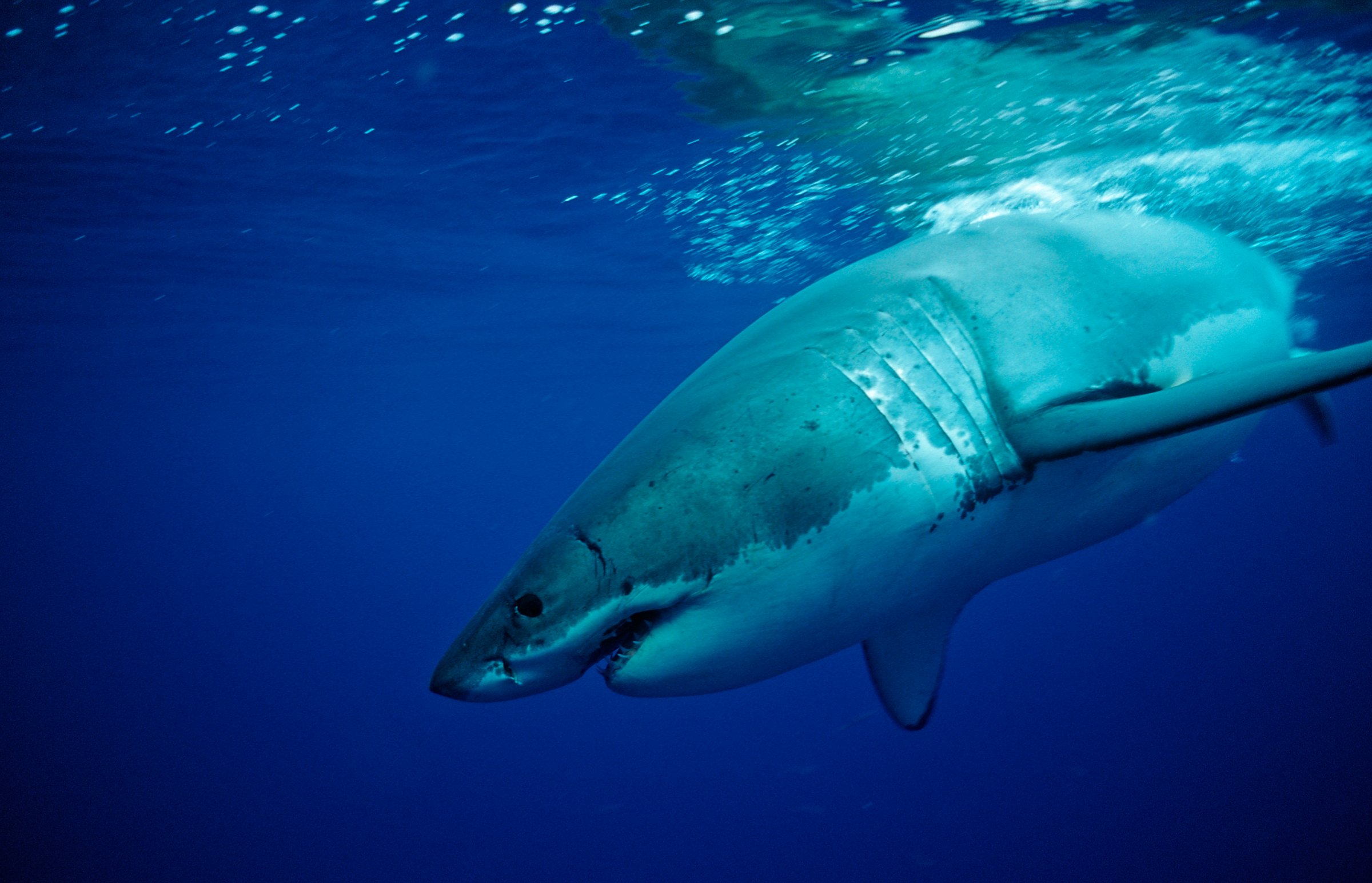 Great White Shark, Carcharodon carcharias, Mexico, Pacific ocean, Guadalupe
