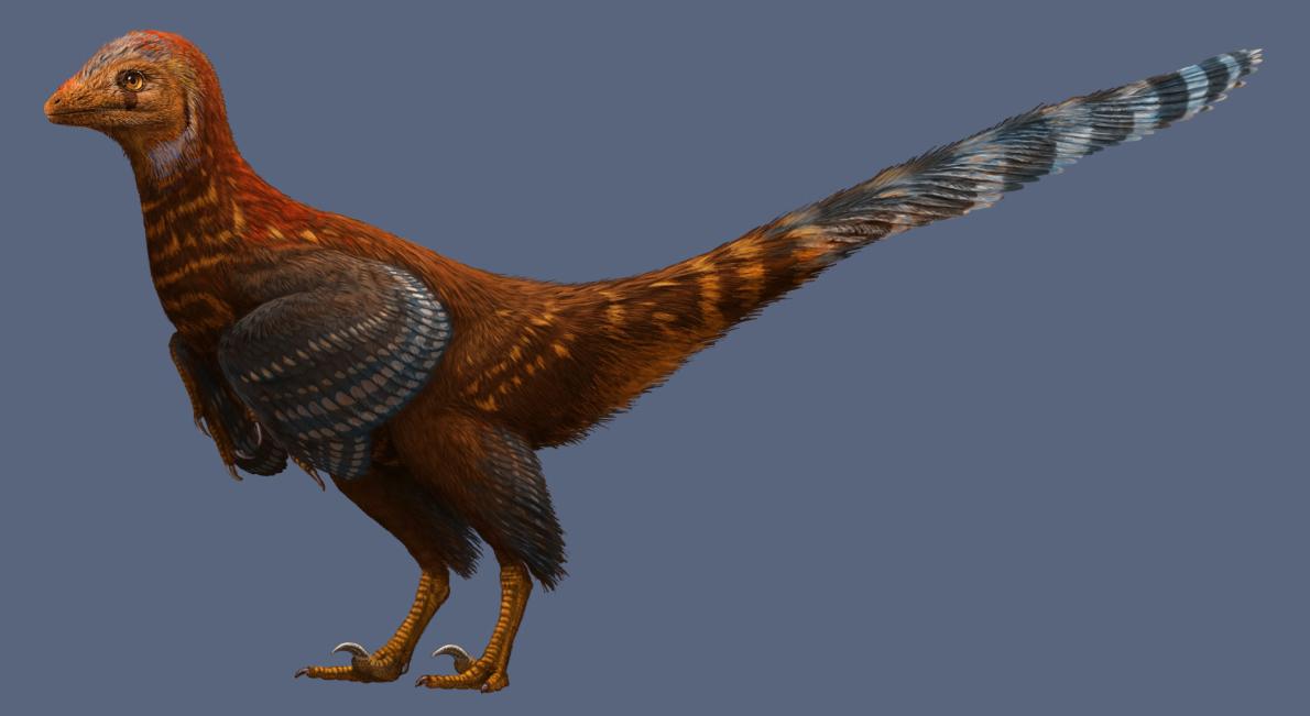 An illustrated life reconstruction of Jianianhualong tengi shows off its asymmetrical feathers. (Julius T. Csotonyi and Xu, Currie, Pittman et al.)