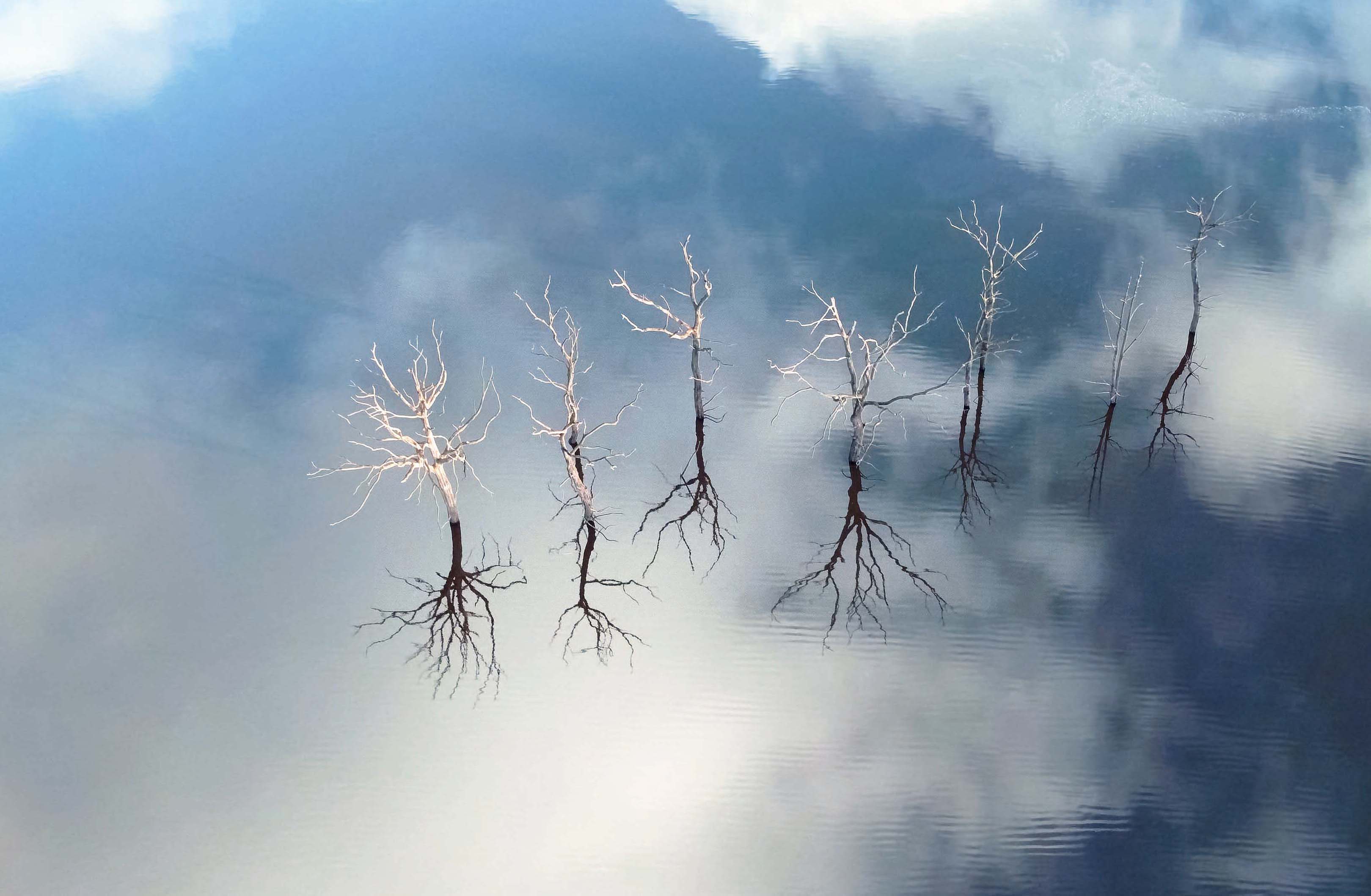 Dead trees in Lake Gueriedan, France. Taken from 98 feet.