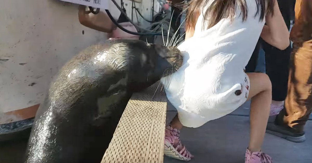 Sea Lion Video: Animal Pulls Girl Underwater in Canada | Time