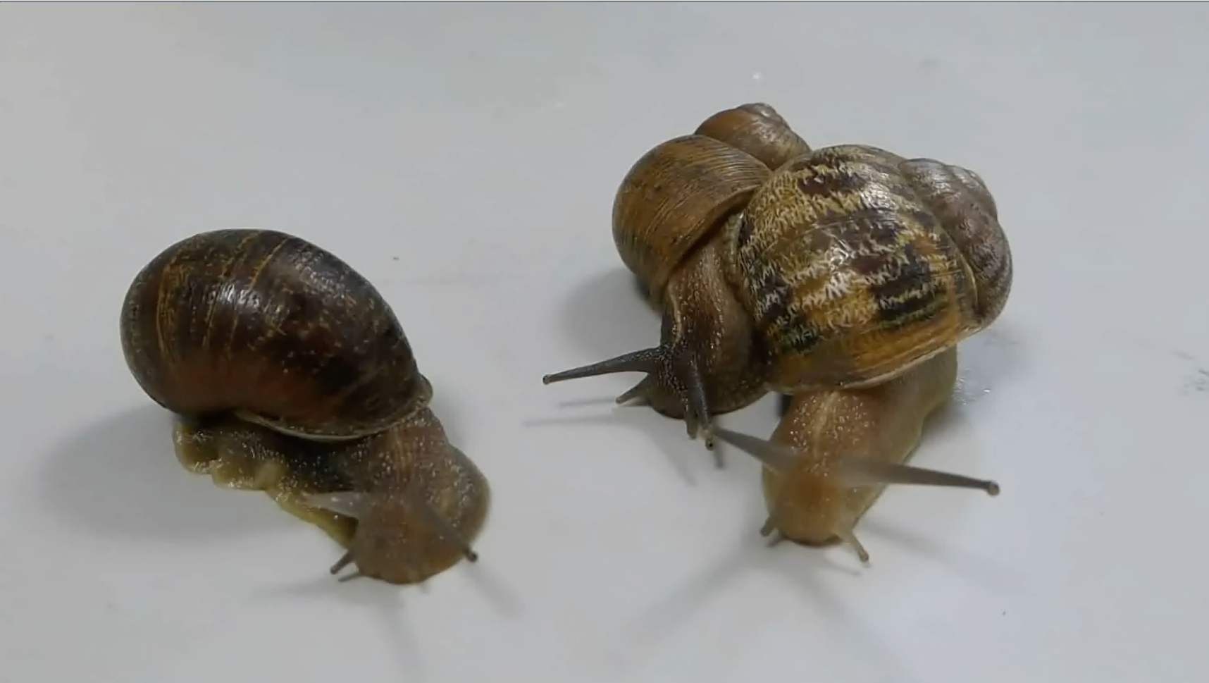 Jeremy the snail turns away as two snails, sent to him as potential mates, decide to mate with each other instead. (Photo courtesy Angus Davison)