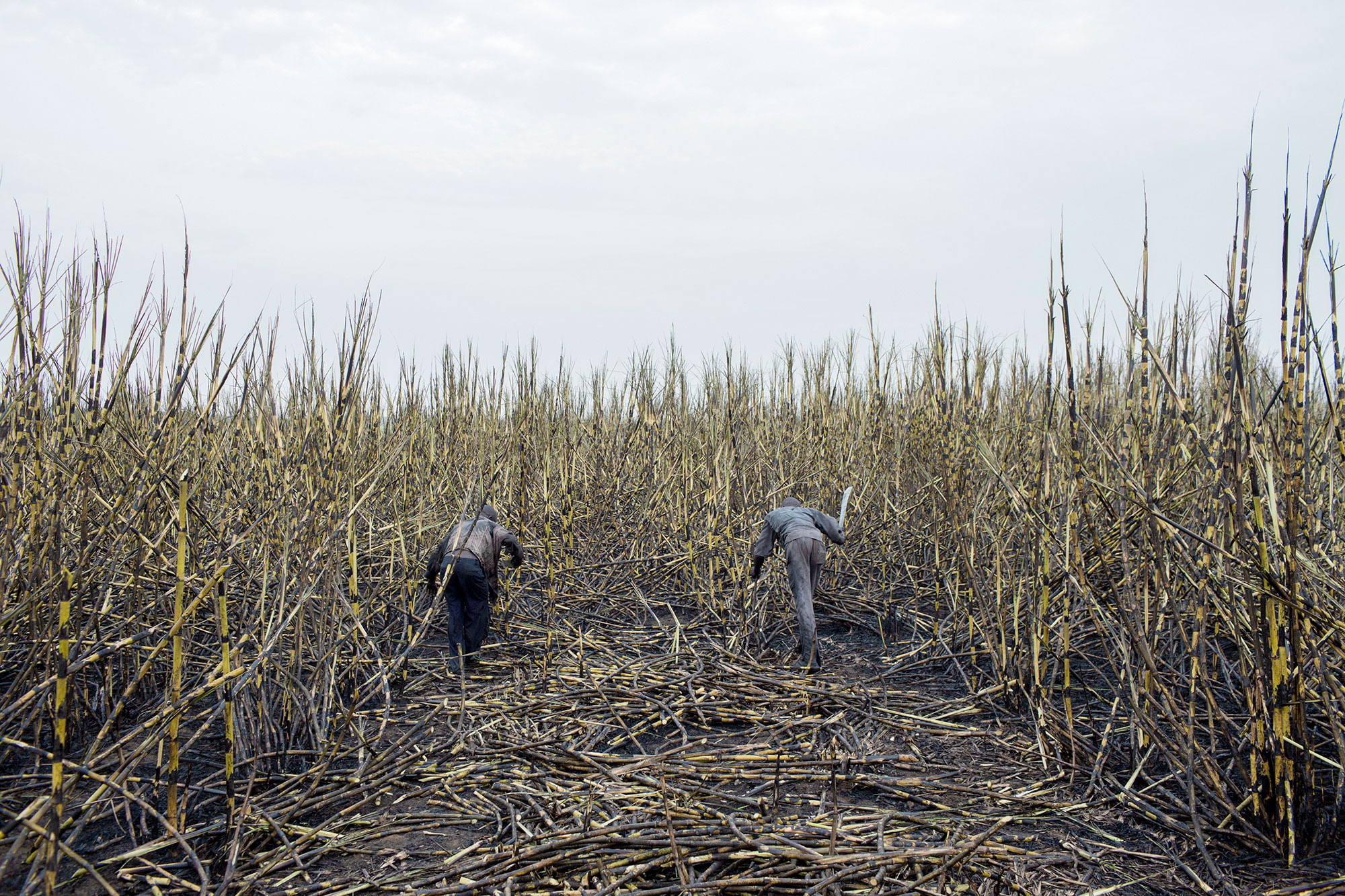 Sugarcane cutters working for the company Sucrerie centrafricaine (SUCAF) in Ngakobo.