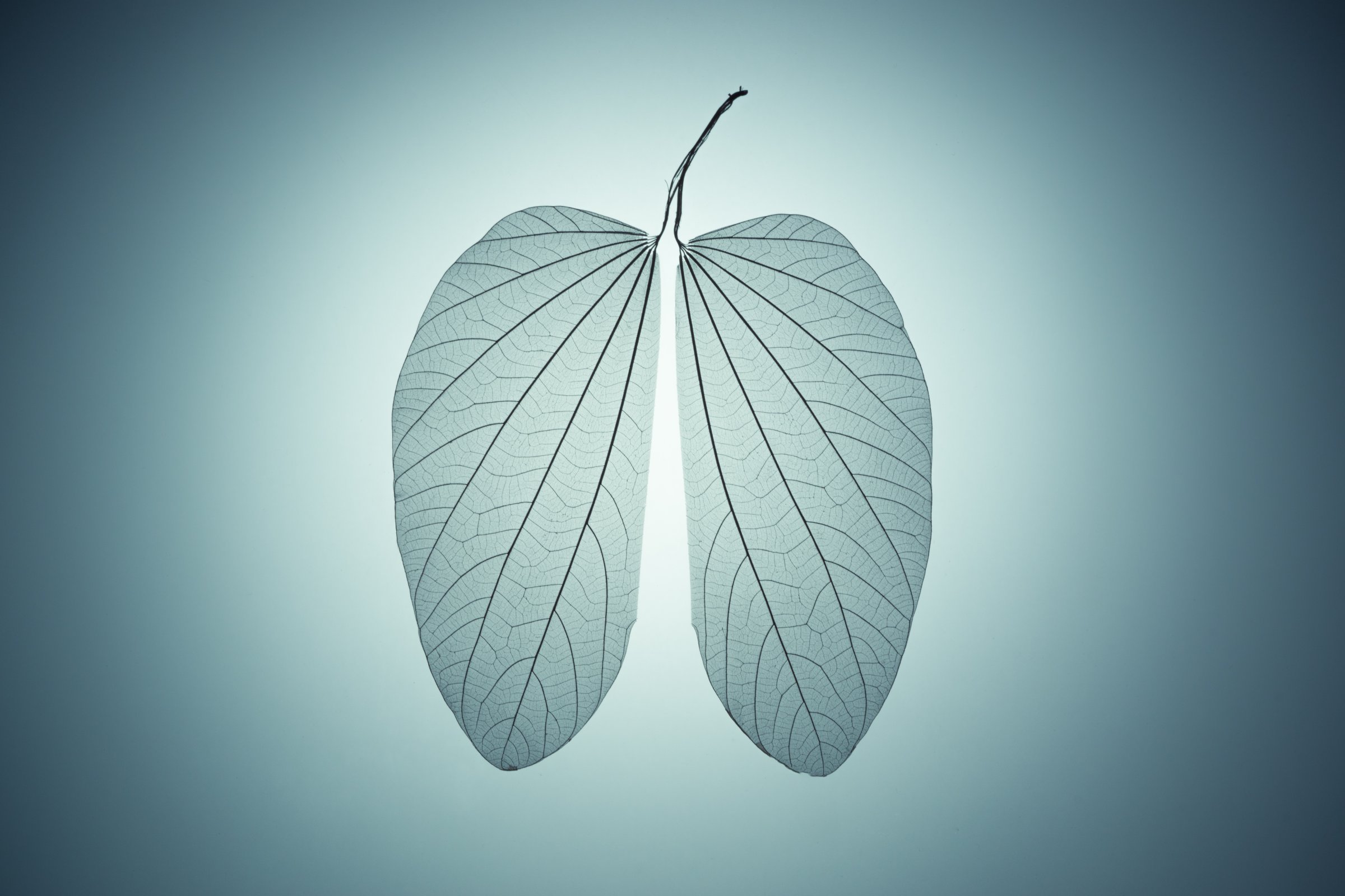 Lung Shape Leaf Skeleton