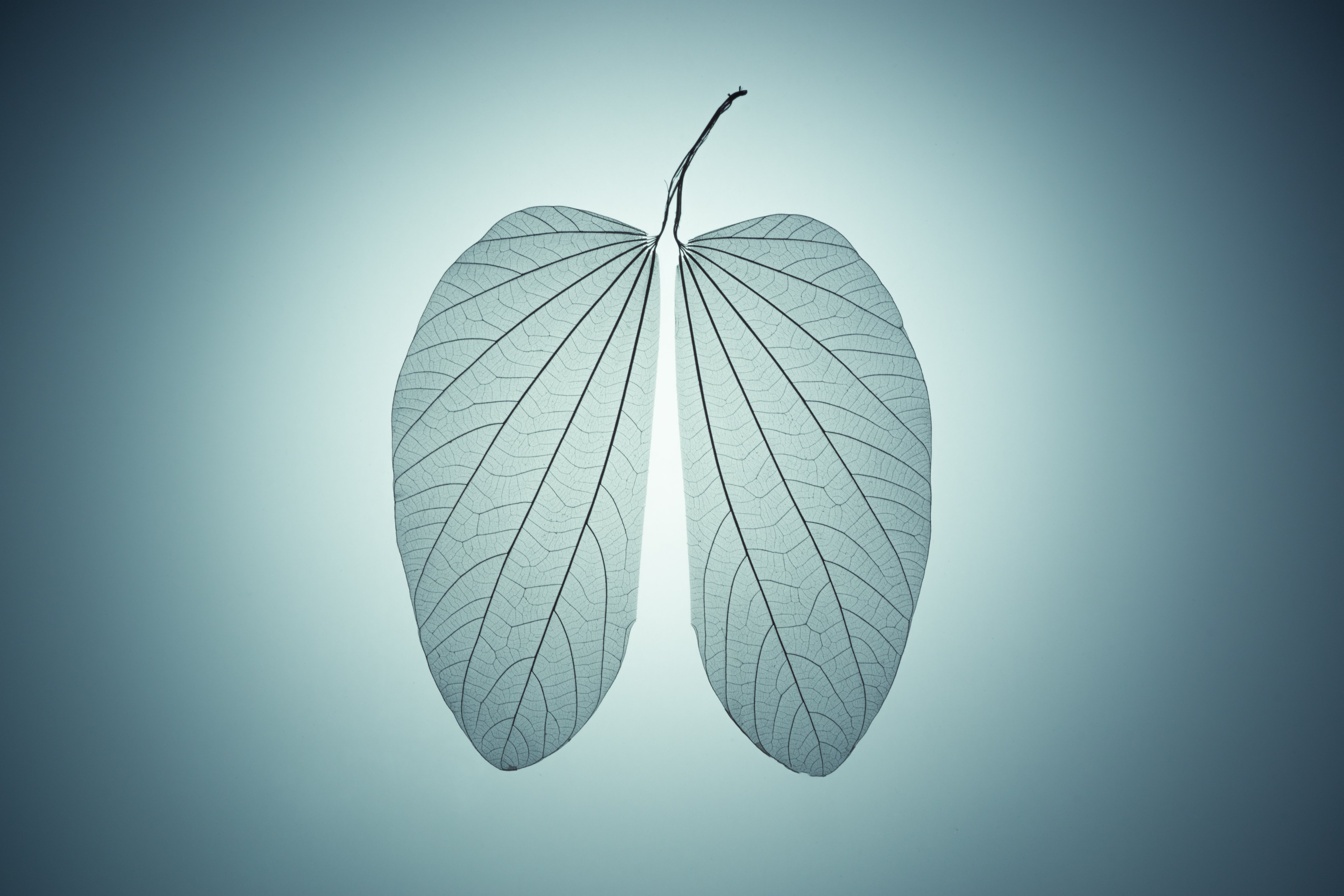 Lung Shape Leaf Skeleton Close-up View on Blue Cyan Background. (Getty Images)