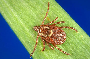 The American dog tick can spread Rocky Mountain spotted fever and is common in the area, as well as parts of California. (CDC)