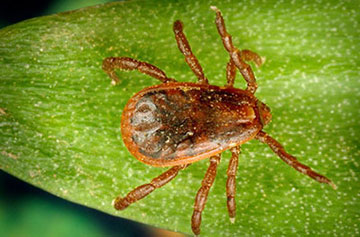 The brown dog tick is found throughout the U.S. and is carried primarily by dogs. It can spread Rocky Mountain spotted fever. (CDC)
