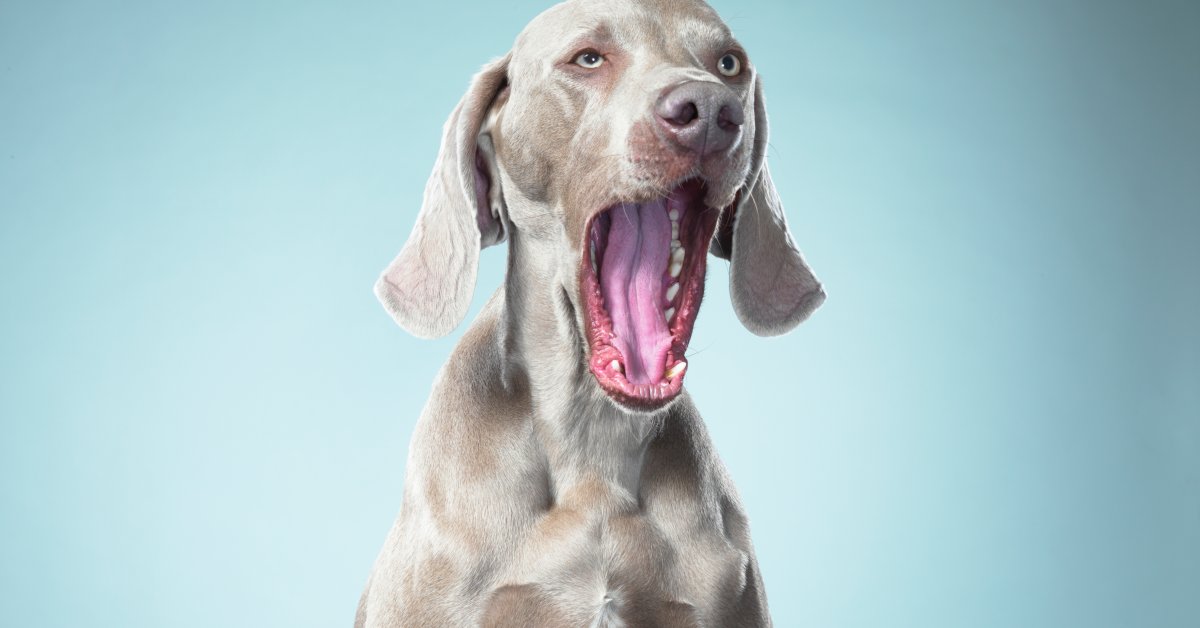 dog-yawning.jpg