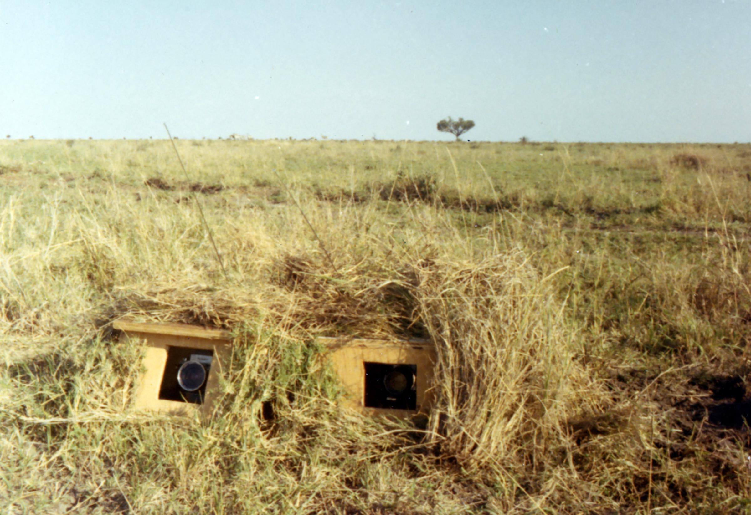 John Dominis African antelopes, 1969.
