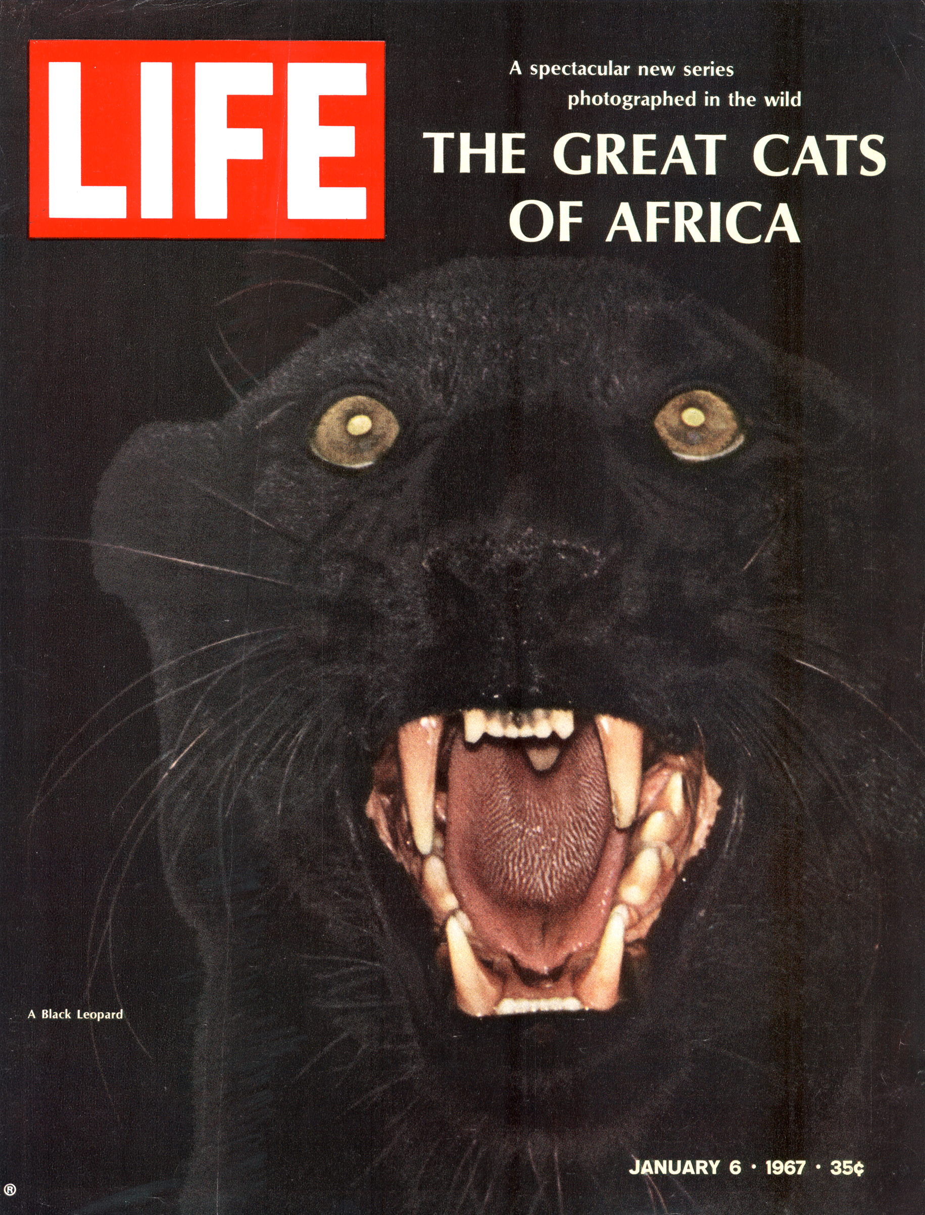 Jan. 6, 1967 cover of LIFE magazine, Great Cats of Africa by John Dominis