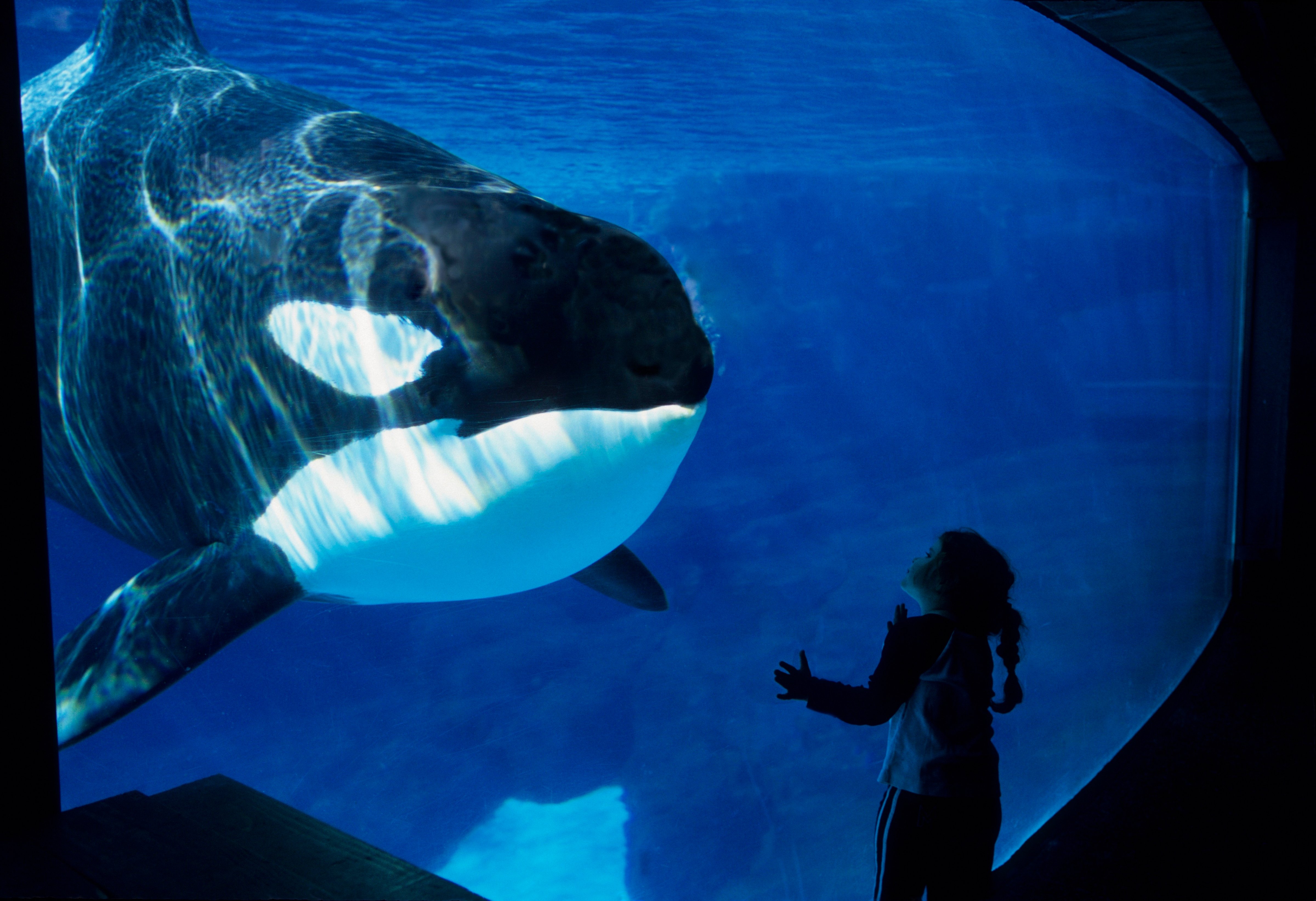 USA, California, San Diego, Sea World, Killer Whale (orca) Underwater, Girl, 2006. (Wolfgang Kaehler&mdash;LightRocket via Getty Images)