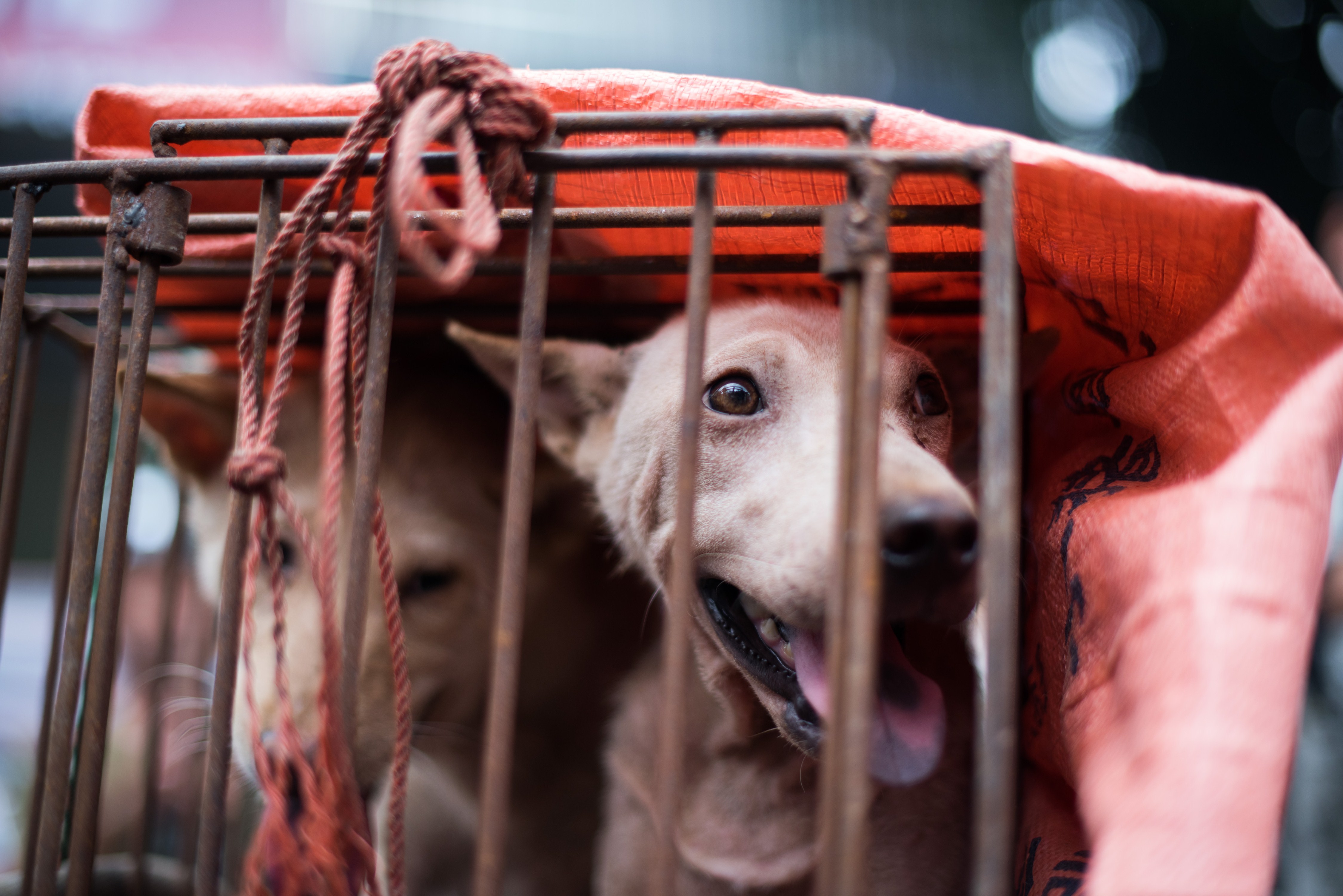 A dog looks out from its cage at a dog meat festival at a market in Yulin, in southern China on June 22, 2015. (Johannes Eisele—AFP/Getty Images)