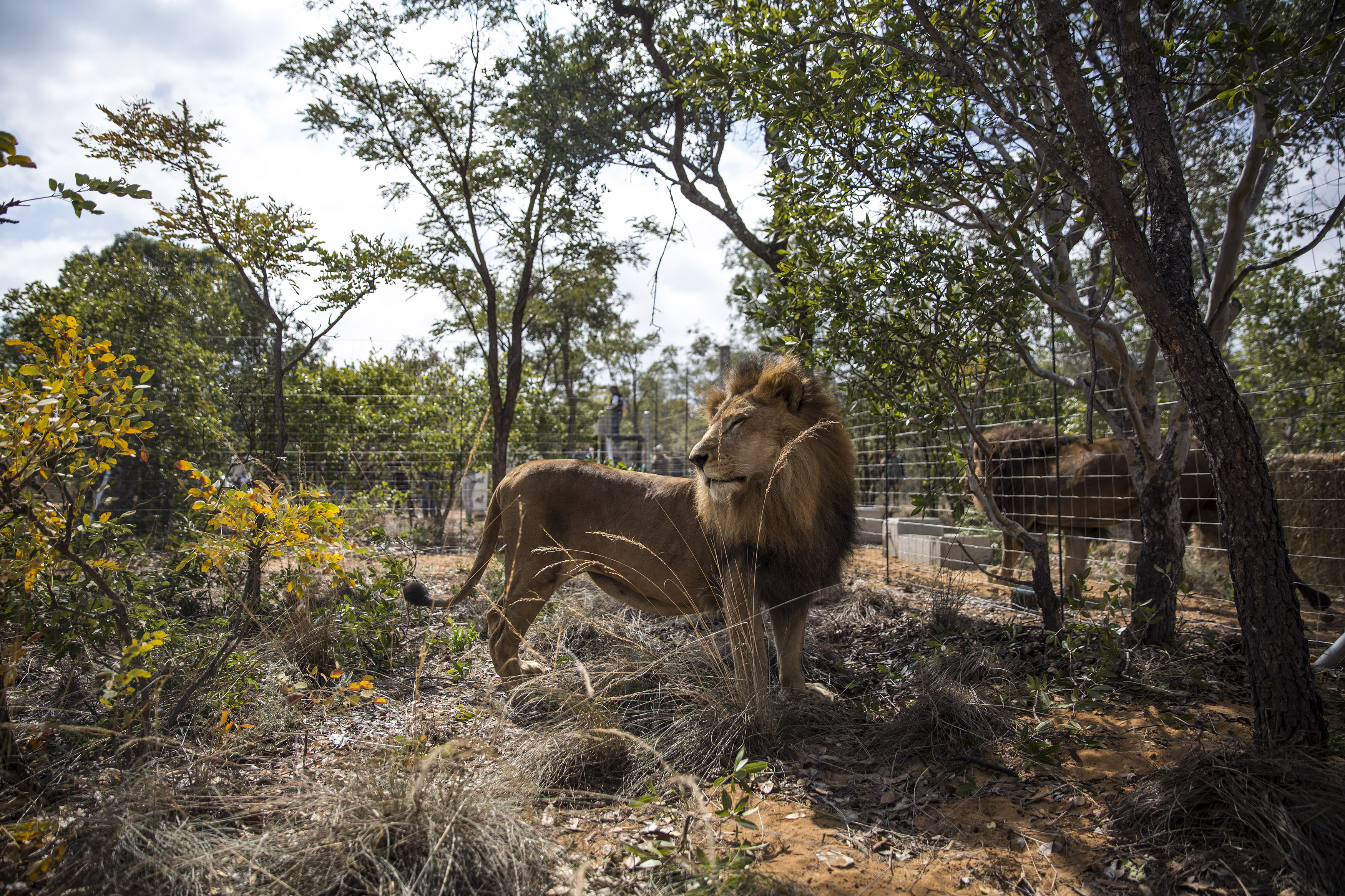 One of the 33 Lions enjoys his new enclosure at the Emoya  Big Cat Sanctuary', on May 01, 2016 in Vaalwater, South Africa. A total of 33 former circus Lions, 22 males and 11 females from Peru and Columbia were airlifted to South Africa yesterday, before being released today to live out their lives on the private reserve in the Limpopo Province. 24 of the animals were rescued in raids on circuses operating in Peru, with the rest voluntarily surrendered by a circus in Colombia after Colombias Congress passed a bill prohibiting circuses from using wild animals. (Photograph by Dan Kitwood—Getty)