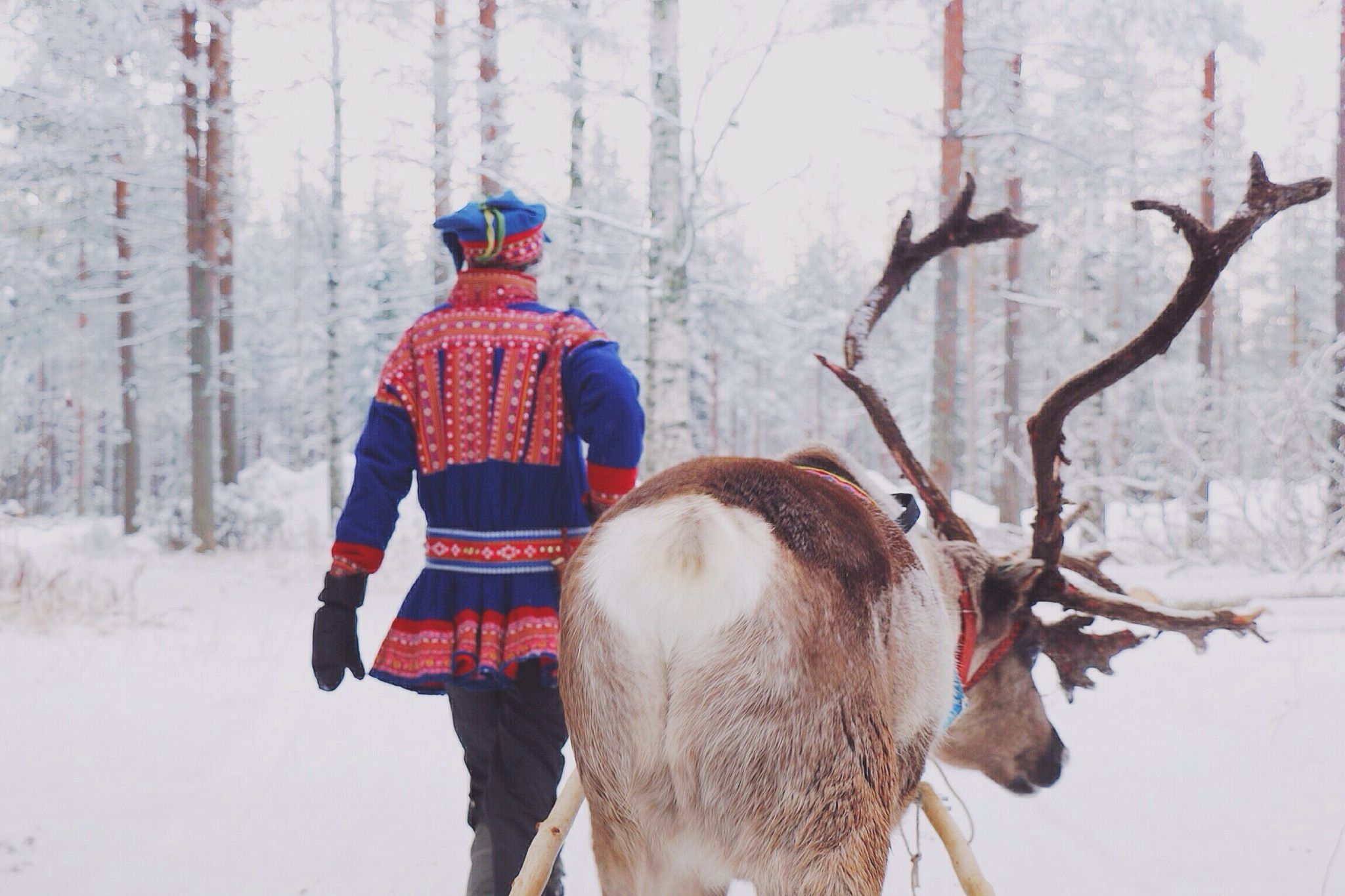 Rear View Of Man Walking With Reindeer In Snow Forest