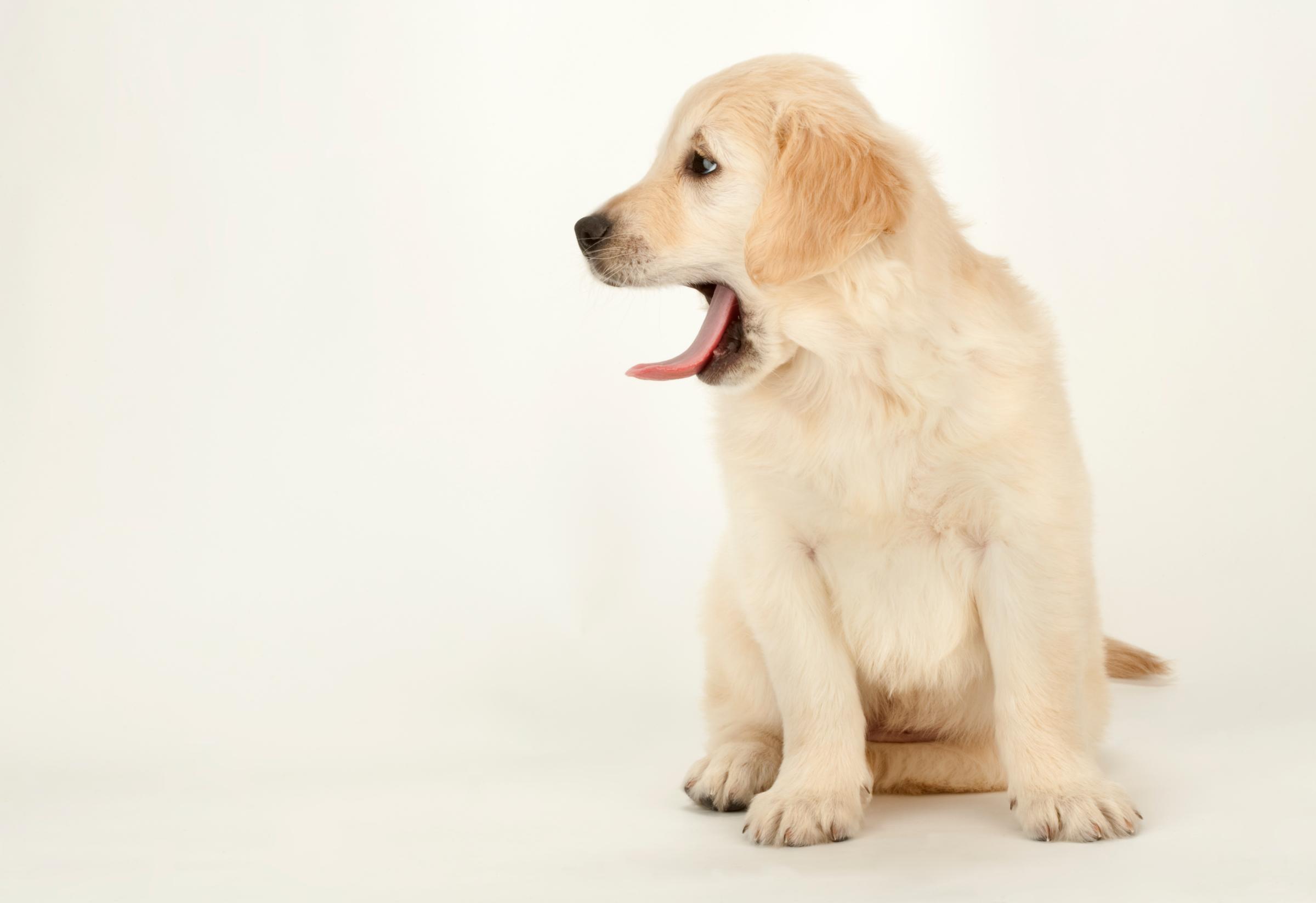 golden-retriever-dog-yawn