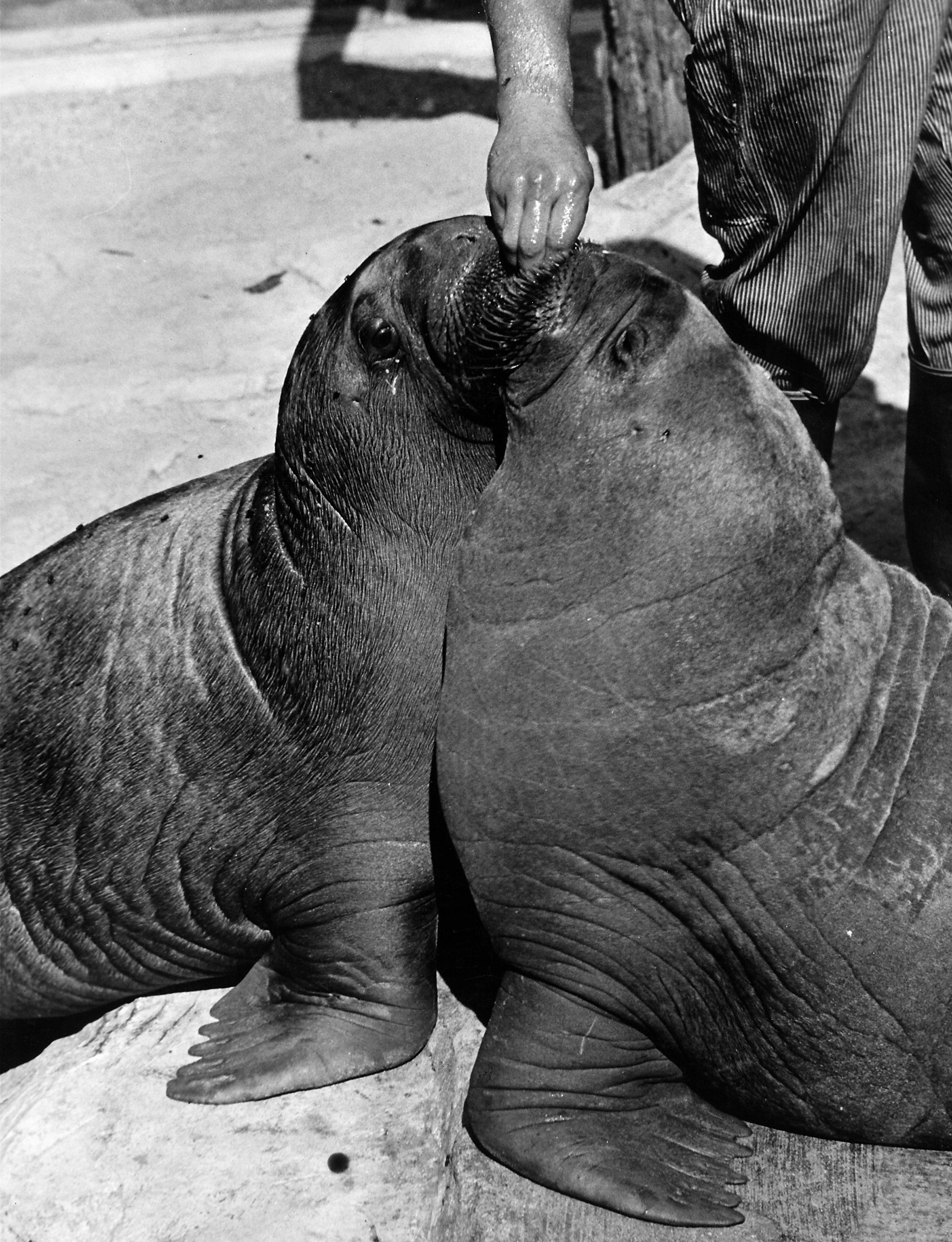 Two walruses kissing as they eat from a hand between them at the Brookfield zoo, 1938.