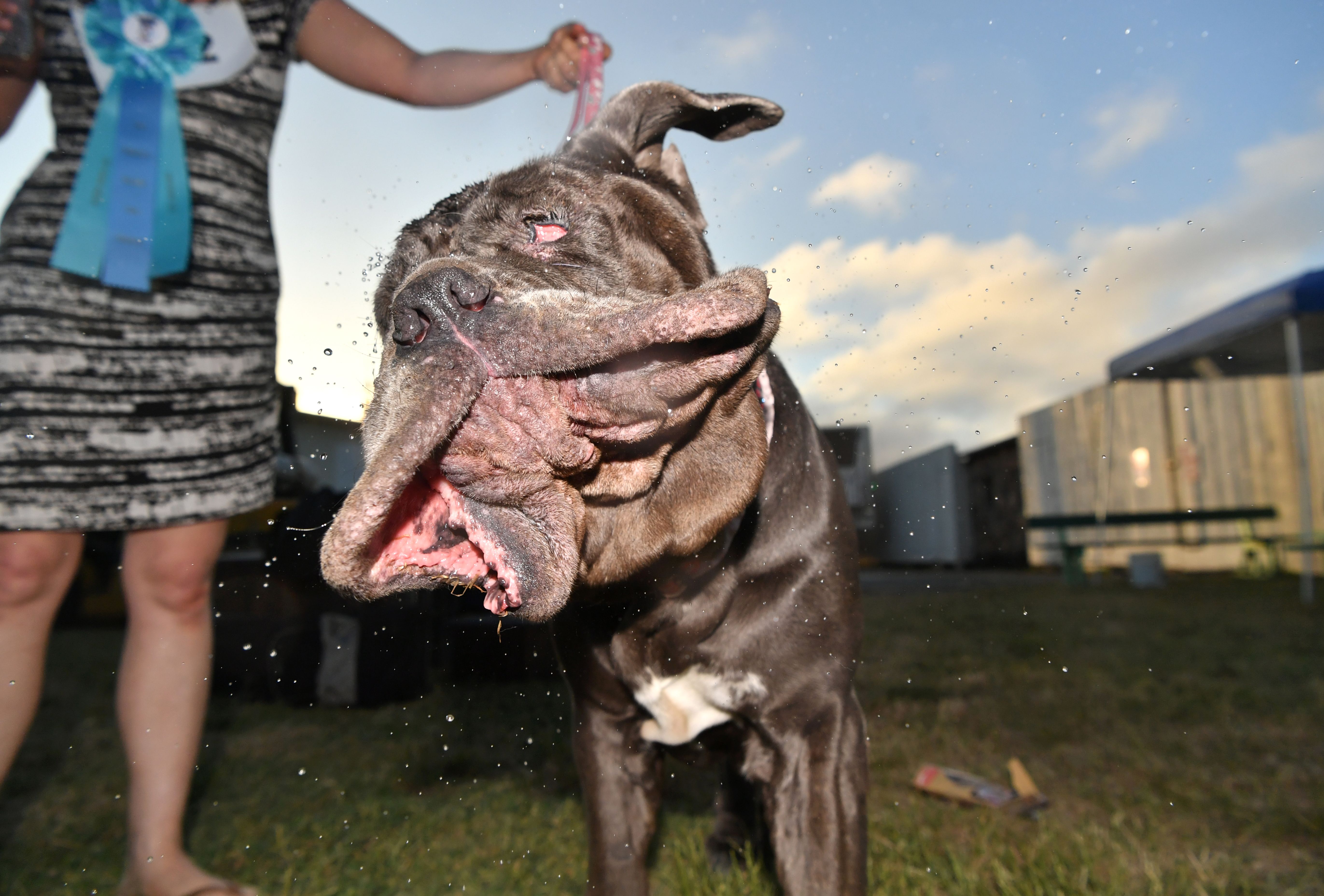 Martha, a Neapolitan Mastiff, shakes water off her head after winning this year's World's Ugliest Dog Competition in Petaluma, California on June 23, 2017. T