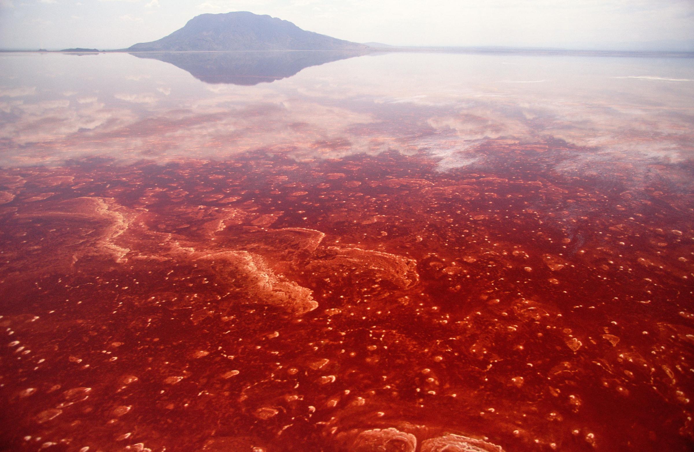Soda and algae formation on surface of Lake Natron, Great Rift Valley, Tanzania
