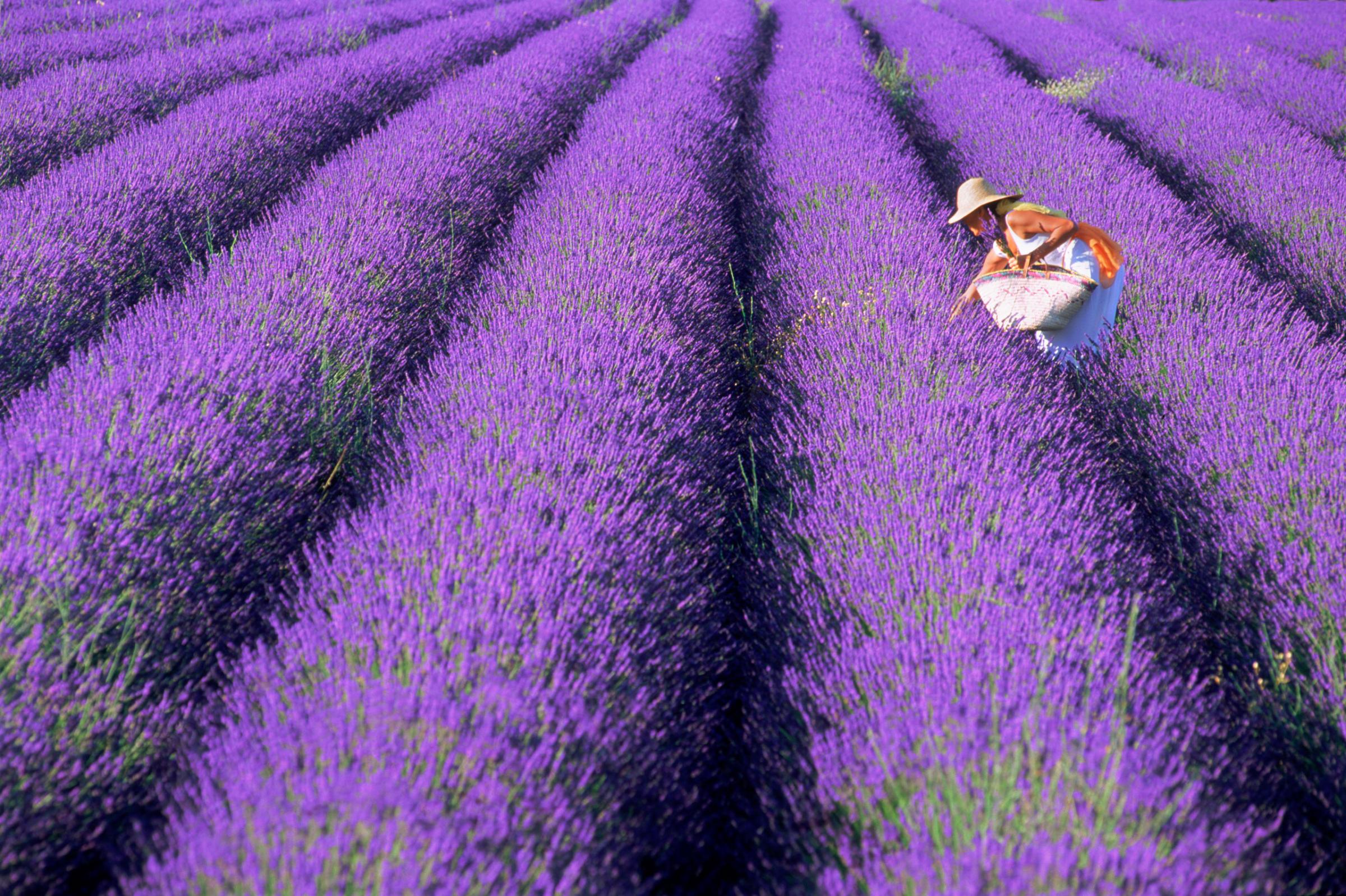 Lady dress basket lavender field Provence perfume