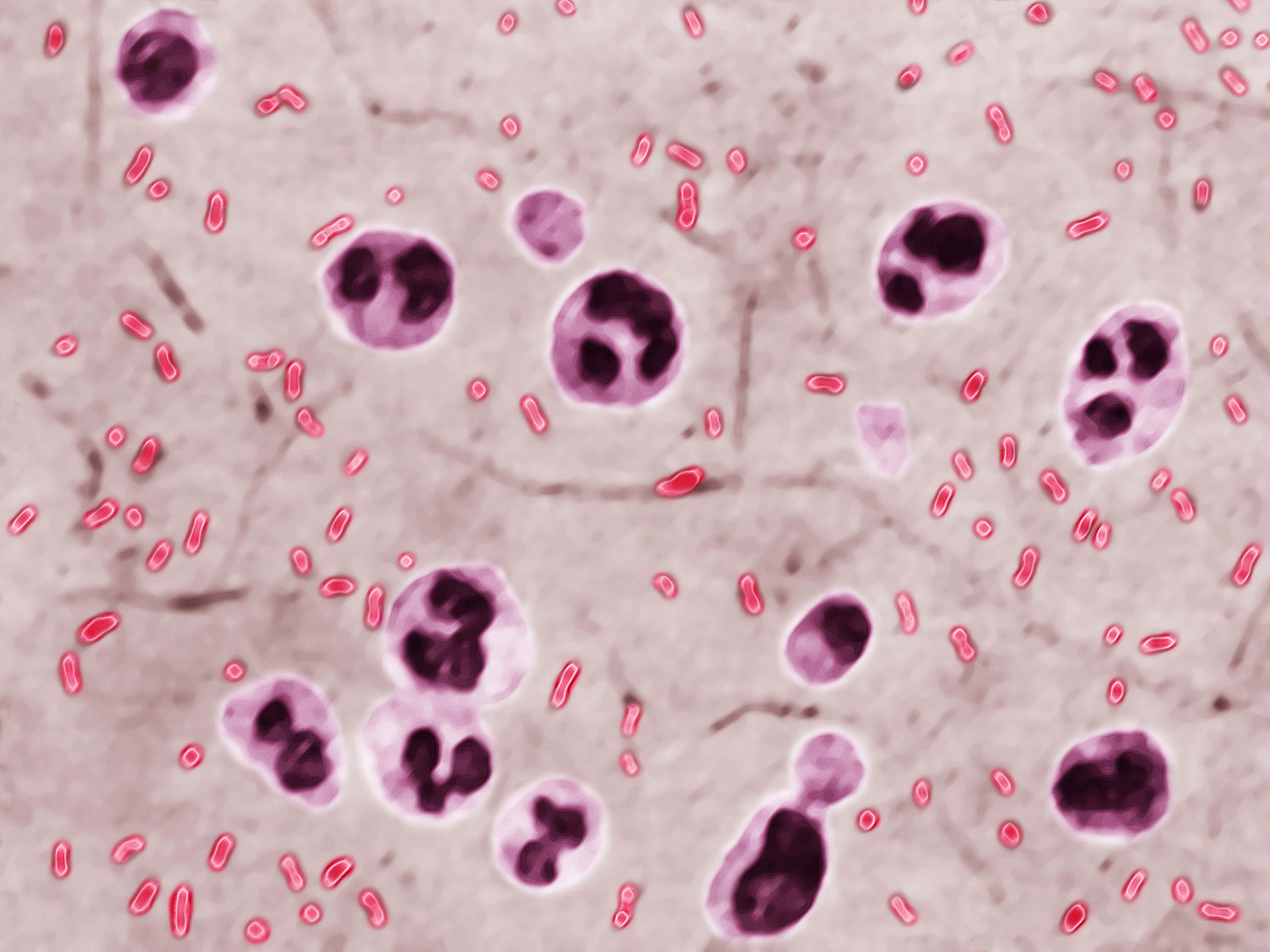 Yersinia pestis (Pasteurella pestis) is the bacterium responsible for the bubonic plague. (Getty Images)