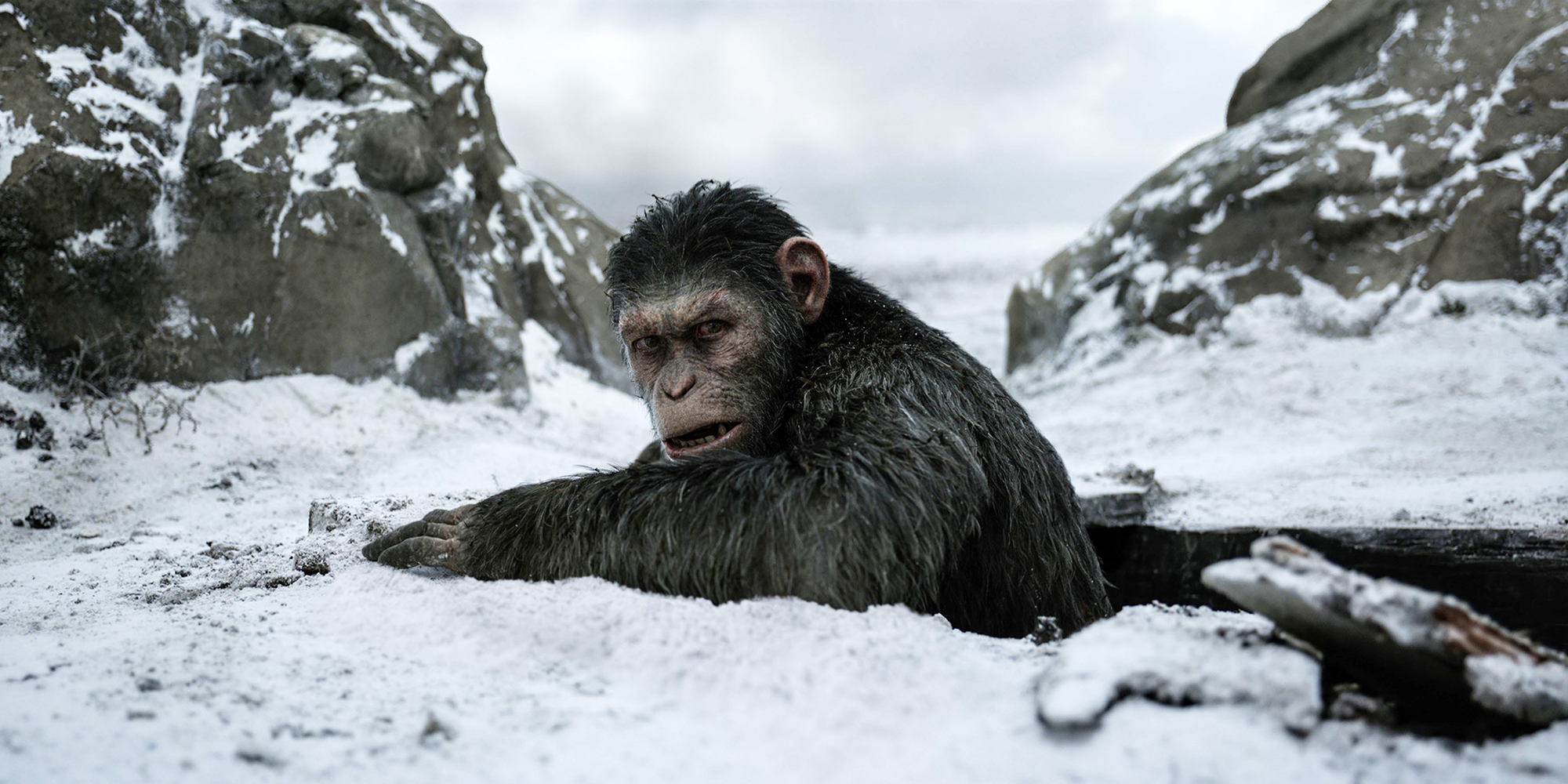 Film Review - War For the Planet of the Apes