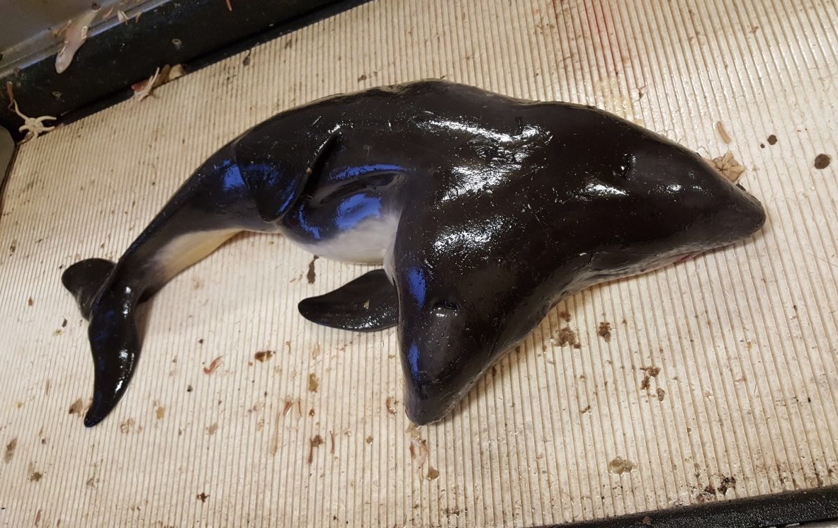 A harbor porpoise, newborn males, found in the southern North Sea, the Netherlands, May 30, 2017. (Deinsea / Henk Tanis)