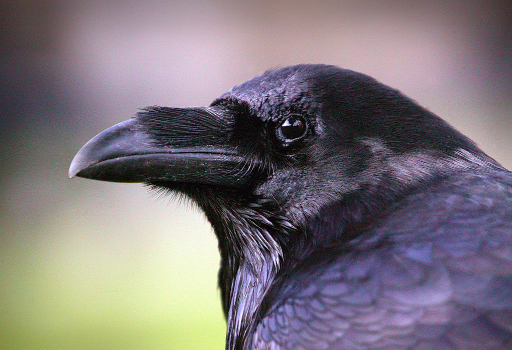 A raven is seen at the Tower of London, Oct. 20, 2005. (Bloomberg&mdash;Bloomberg via Getty Images)