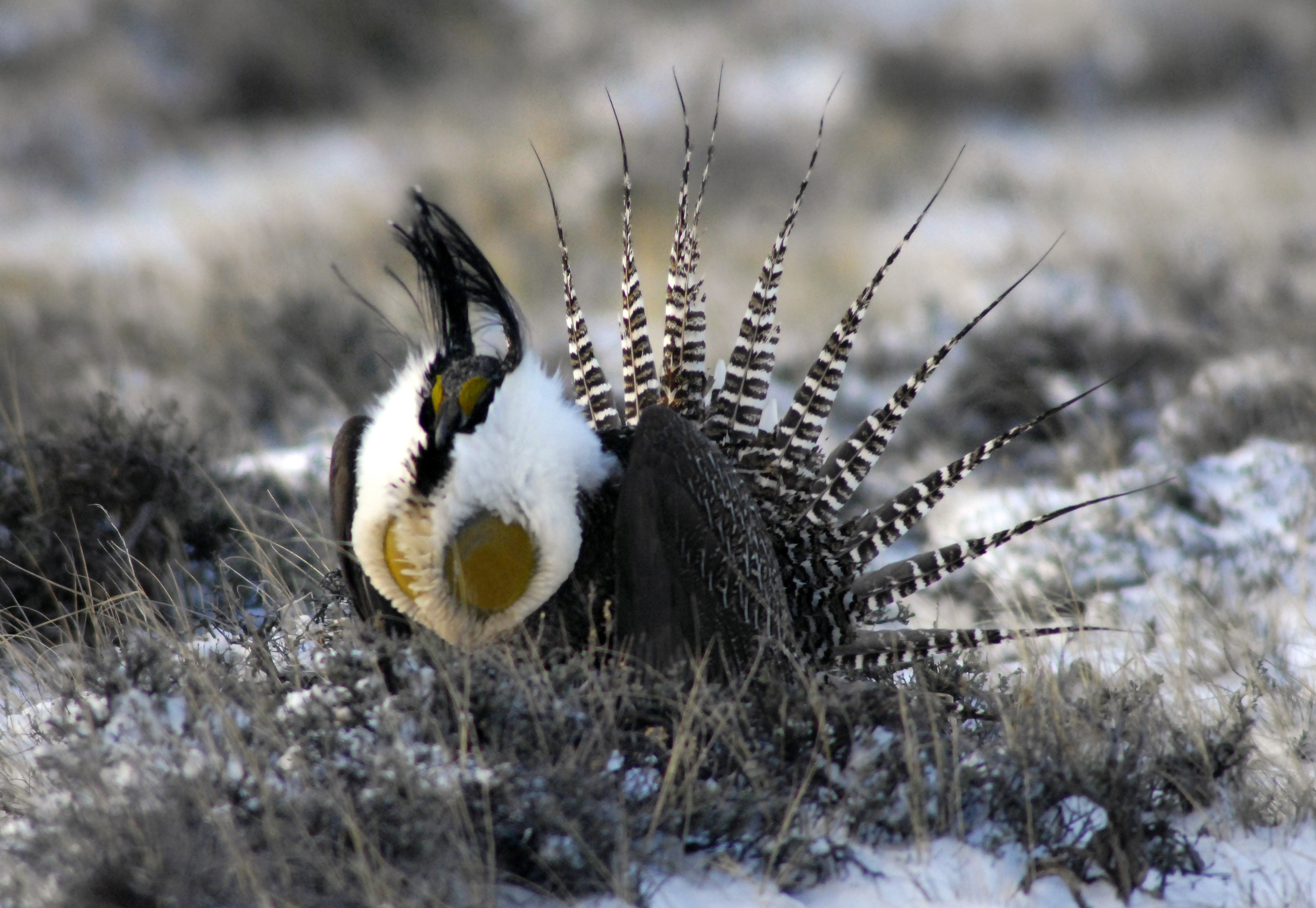During the March to May mating season, Gunnison Sage Grouse males display their plumes bulging air sacs, white breasts and spiky tail feathers. (Helen H. Richardson—Denver Post via Getty Images)