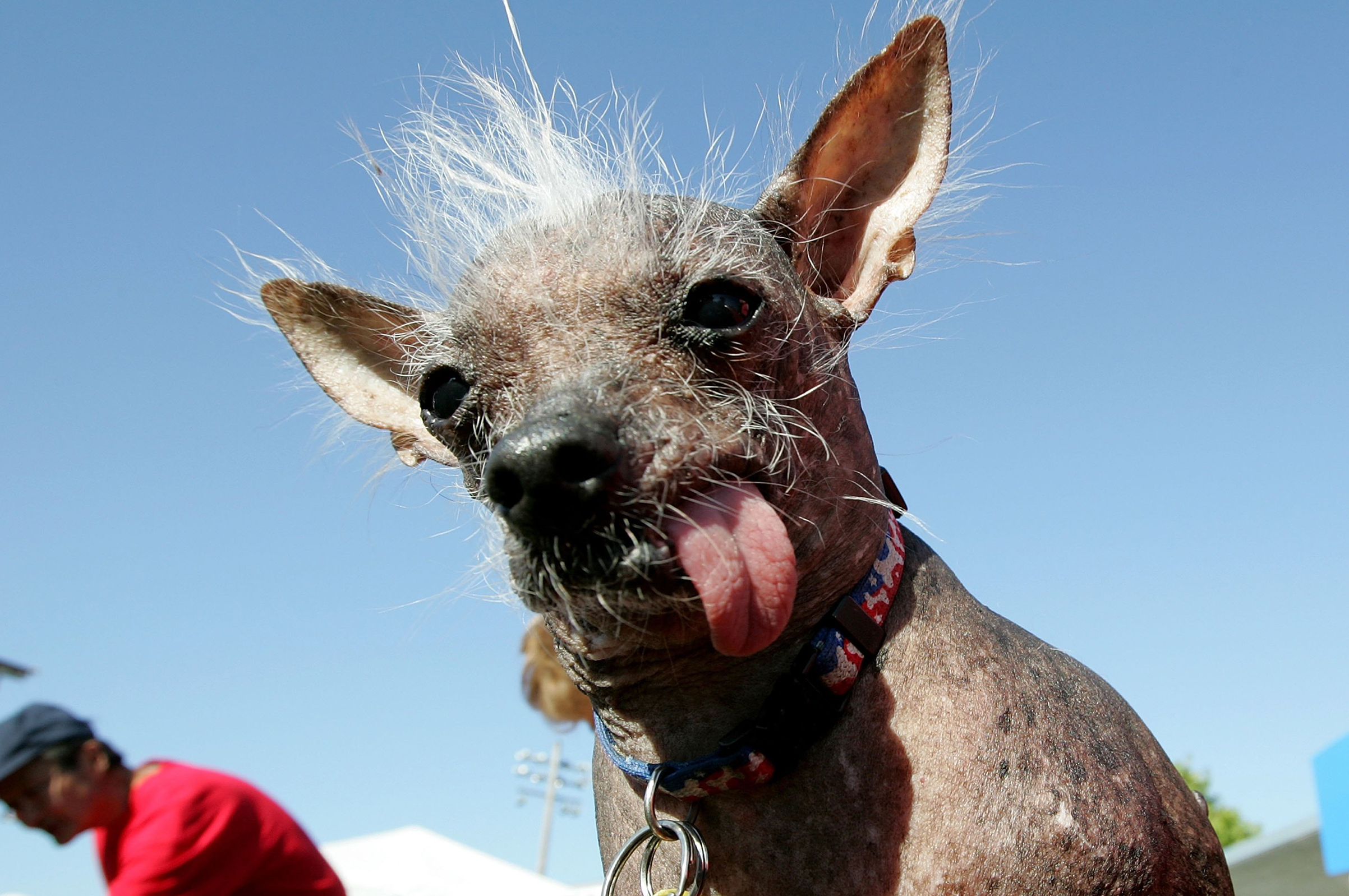 The 2006 World's Ugliest Dog, Archie, a Chinese Crested is seen during the 18th annual World's Ugliest Dog competition June 23, 2006 at the Sonoma-Marin Fair in Petaluma, Calif.