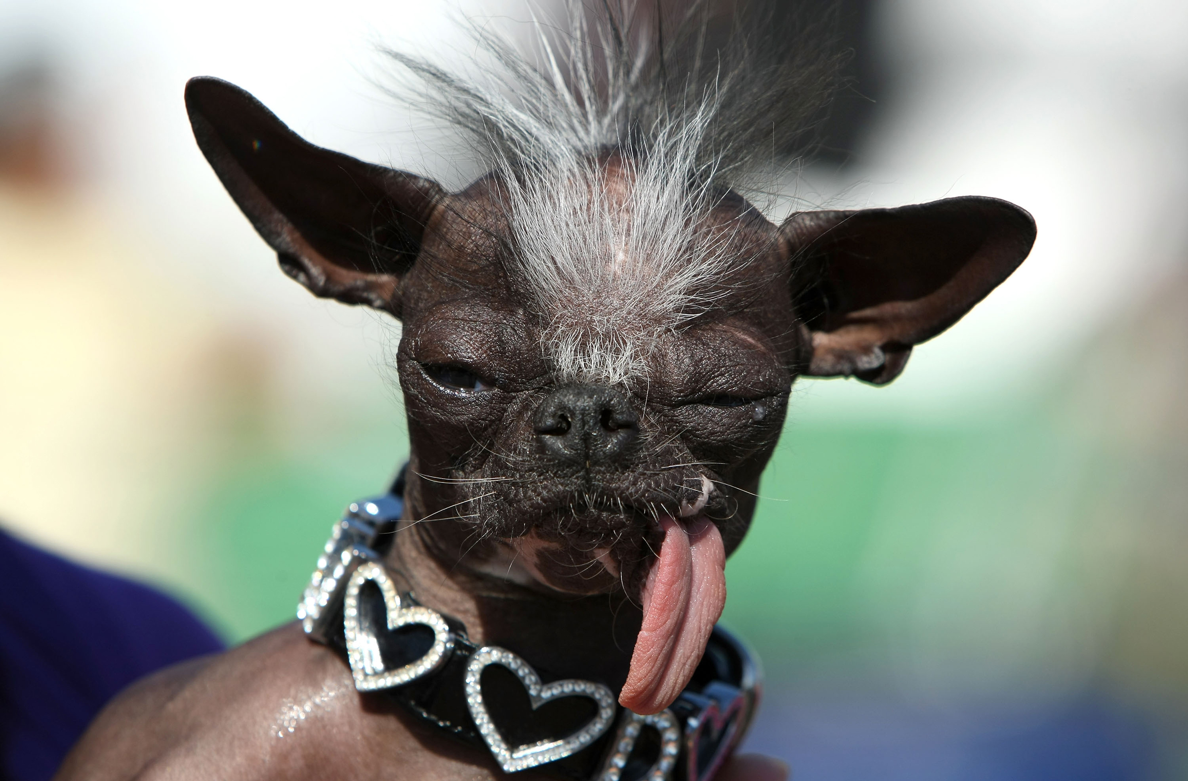 A Chihuahua named Elwood sits with his tongue out before the start of the 20th Annual Ugliest Dog Competition June 20, 2008 at the Sonoma-Marin Fair in Petaluma, Calif.