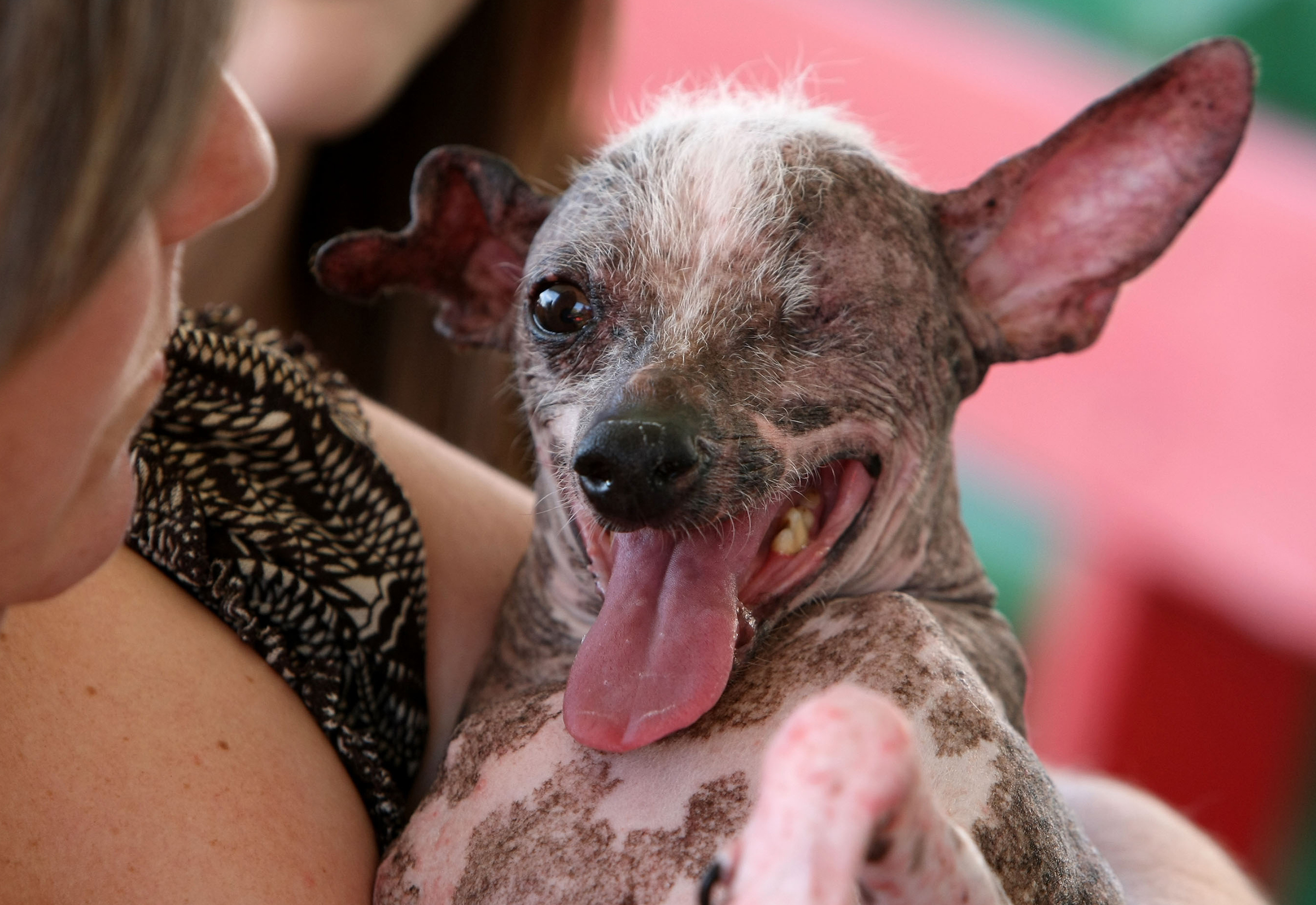 Jeanenne Teed of St. Petersburg, Florida holds her one-eyed, three legged Chinese Crested named Gus before the start of the 20th Annual Ugliest Dog Competition June 20, 2008 at the Sonoma-Marin Fair in Petaluma, Calif.