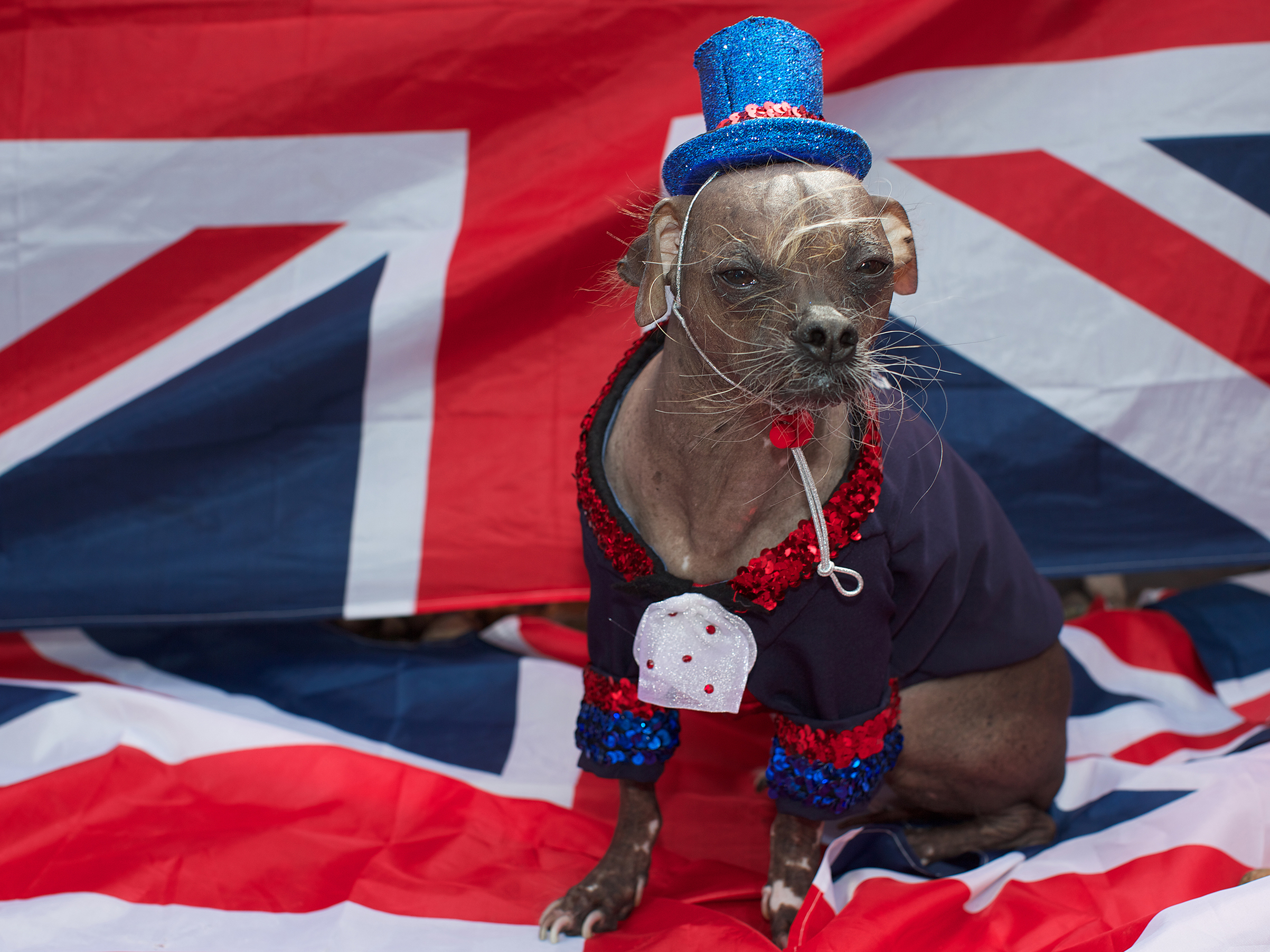 An eight year-old Chinese Crested dog called 'Mugly' is pictured during a photocall in London, on June 28, 2012. Mugly, a former rescue dog, was named the world's ugliest dog at the 'World's Ugliest Dog Competition' in Calif. on June 22, 2012.