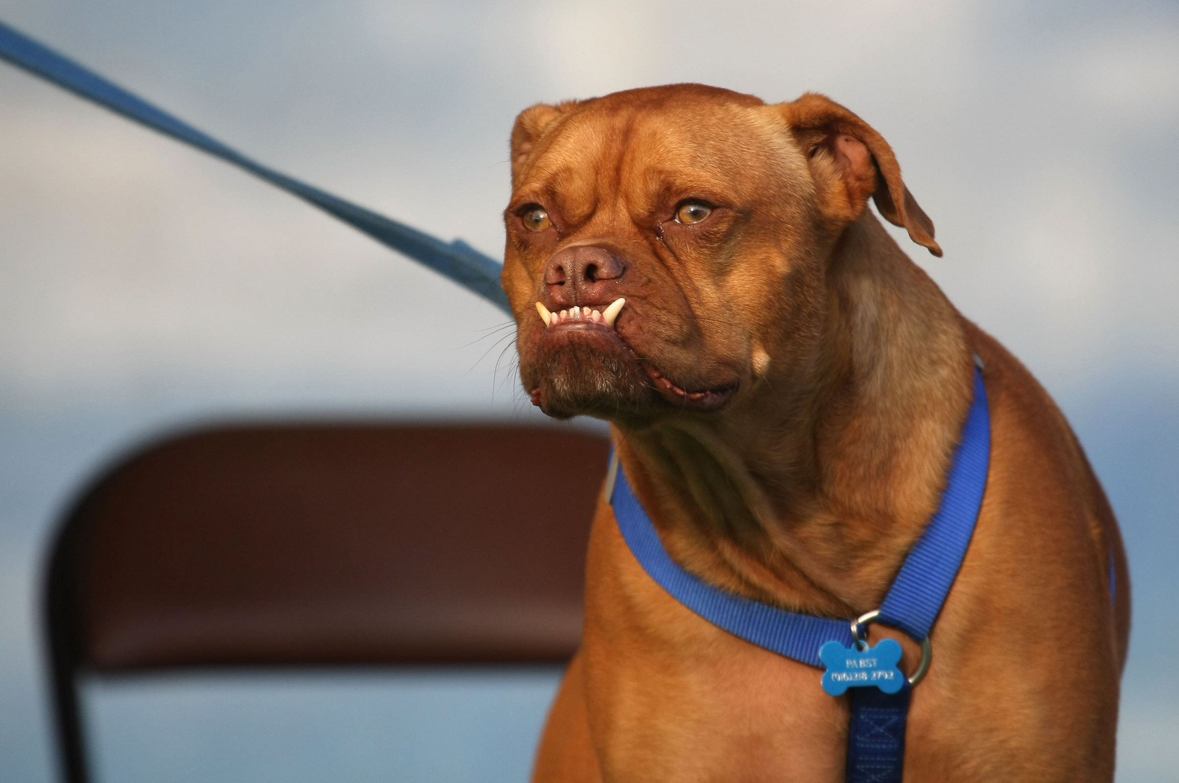 Pabst, a boxer mix, shows off his underbite during the 21st Annual World's Ugliest Dog Contest at the Sonoma-Marin Fair June 26, 2009 in Petaluma, Calif.