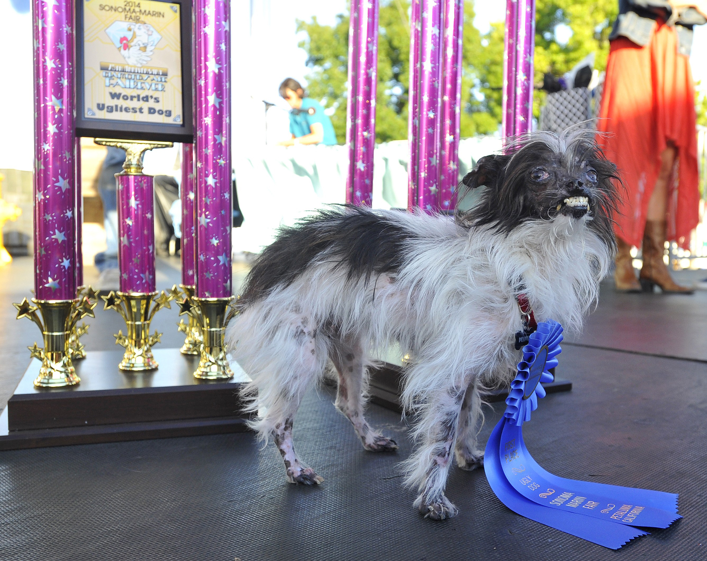 Peanut, a mutt who is suspected of being a Chihuahua-Shitzu mix, stands near a trophy after winning The World's Ugliest Dog Competition in Petaluma, Calif. on June 20, 2014.