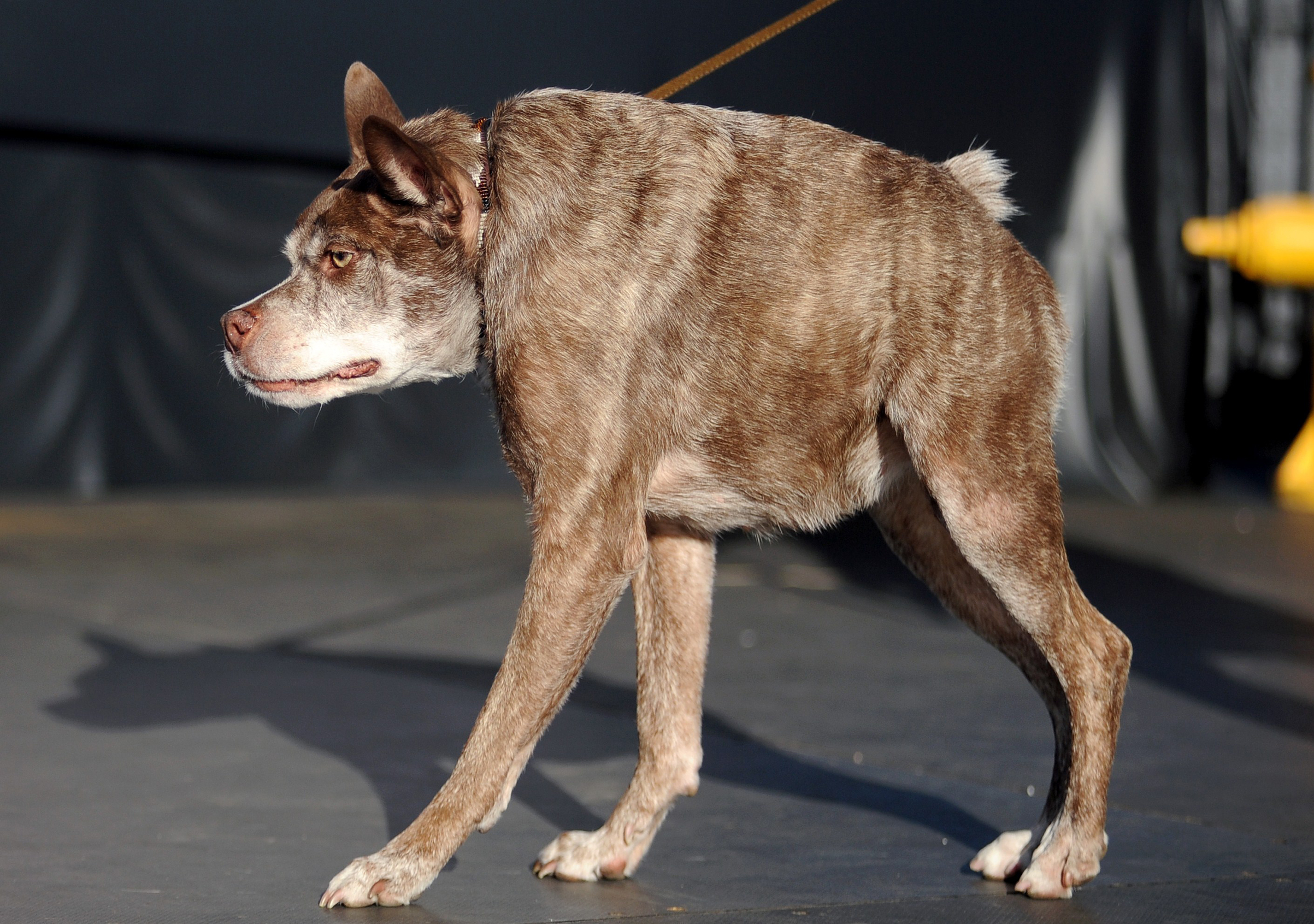 Quasi Modo, whom the owner claims has a back too short for its body, walks on the stage at The World's Ugliest Dog Competition in Petaluma, Calif. on June 20, 2014.