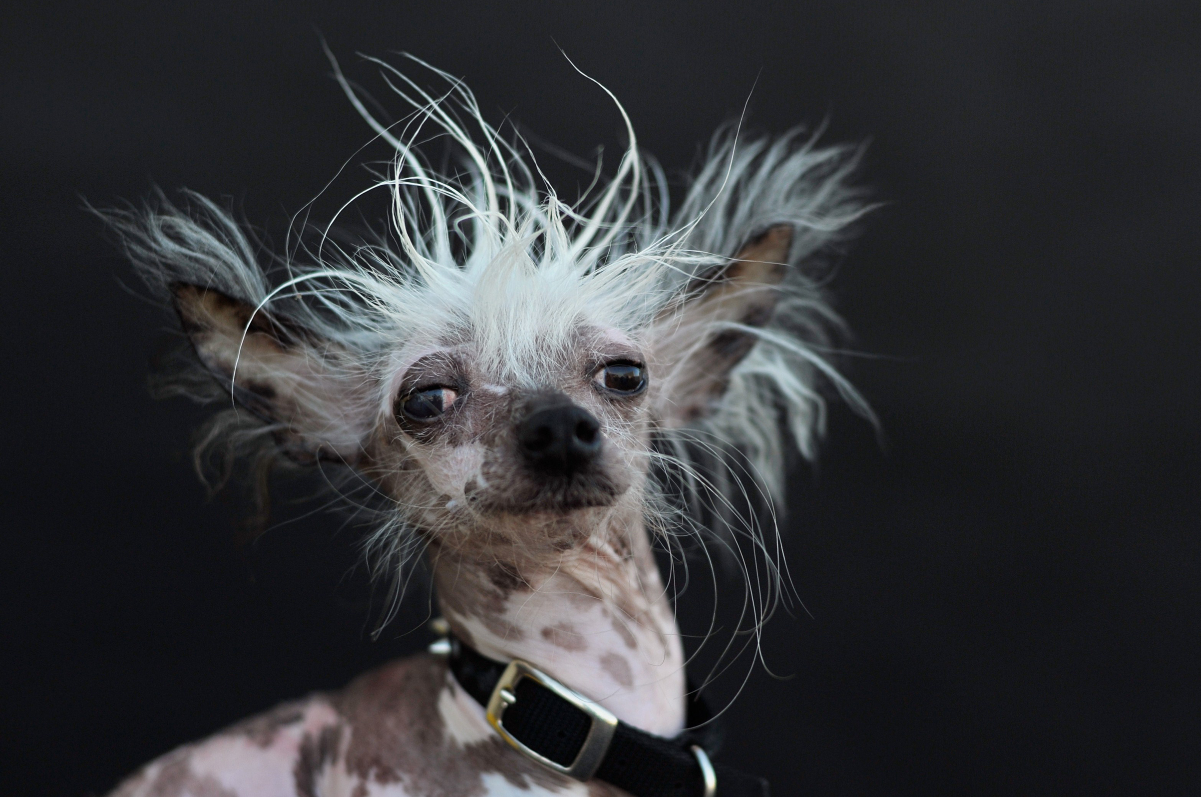 Rascal, a Chinese Crested, poses for a portrait after competing in the World's Ugliest Dog Competition in Petaluma, Calif. on June 26, 2015.