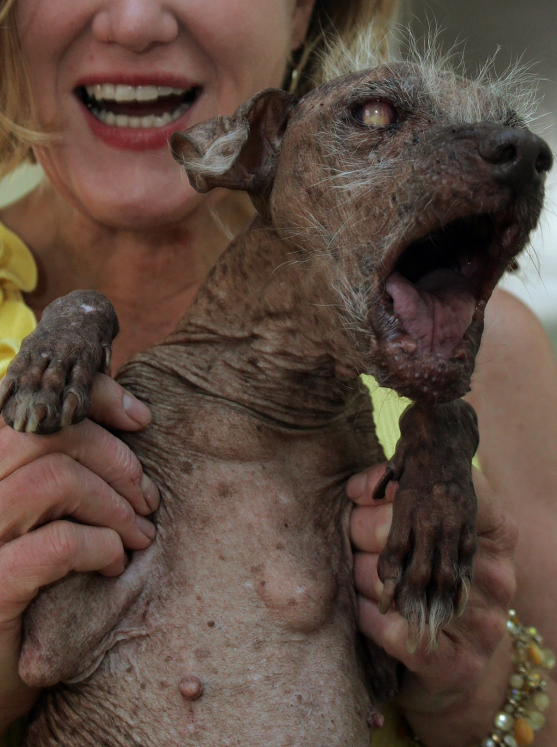 Sam, a 14 year old Pure Chinese Crested Hairless dog, carries with it the reputation of being the Ugliest Dog.